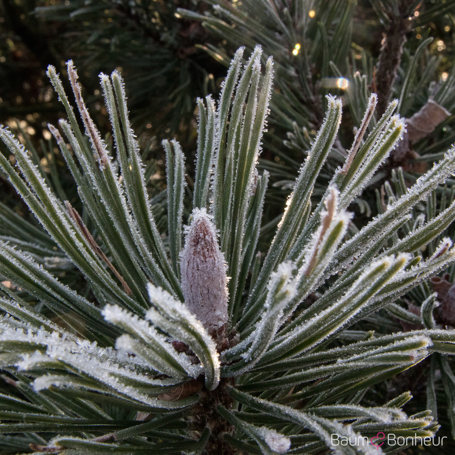 Pinus mugo pumilio