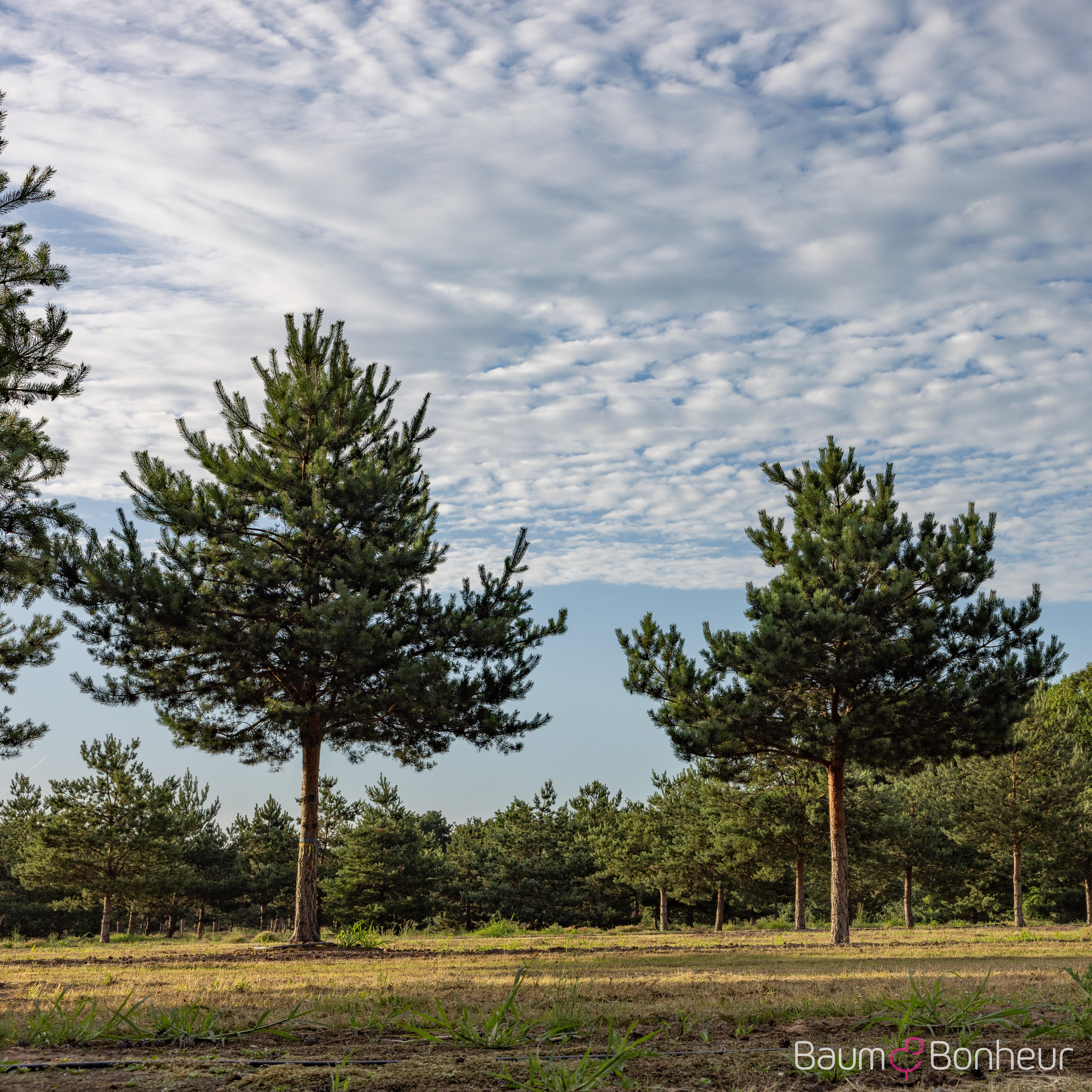 Pinus sylvestris