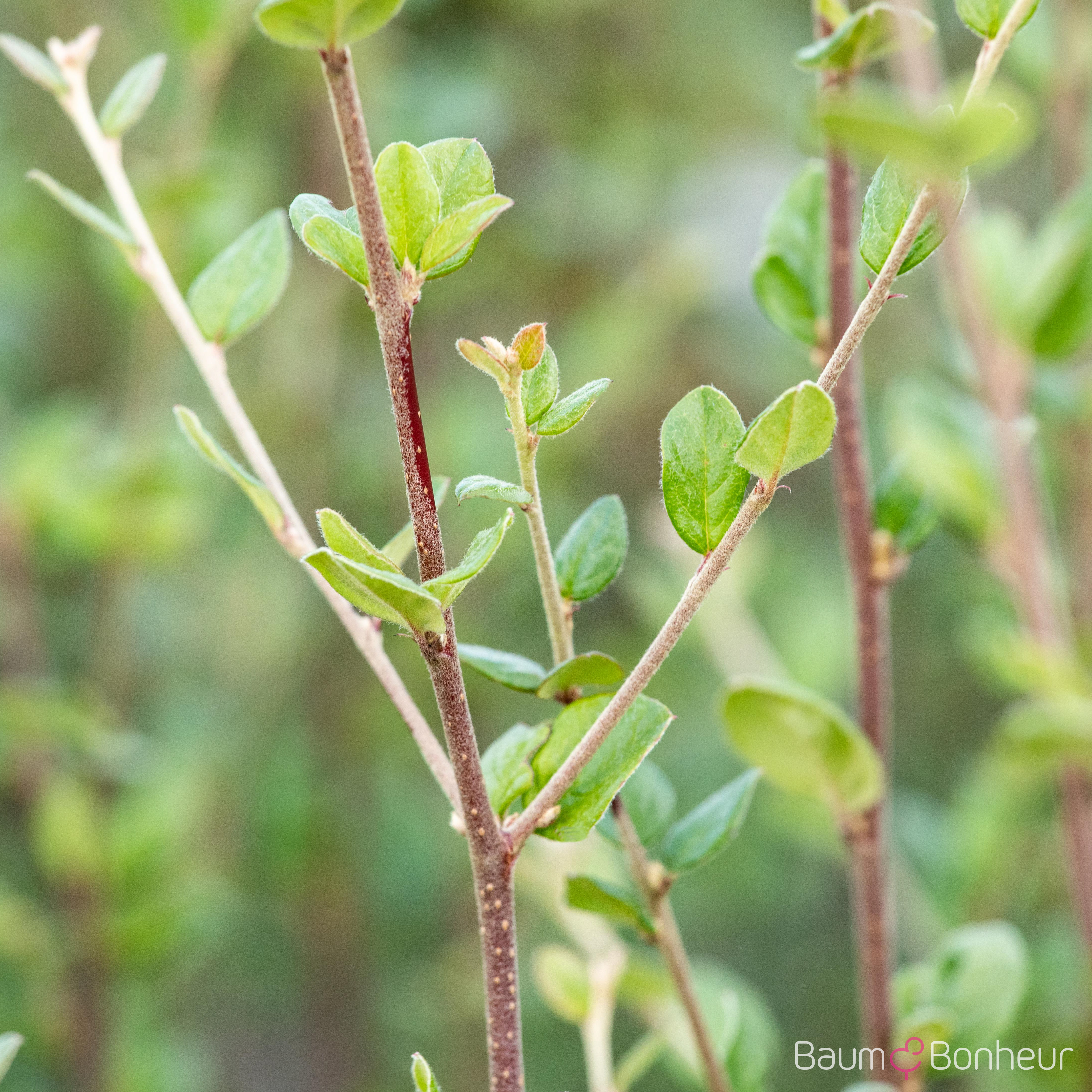 Cotoneaster dielsianus