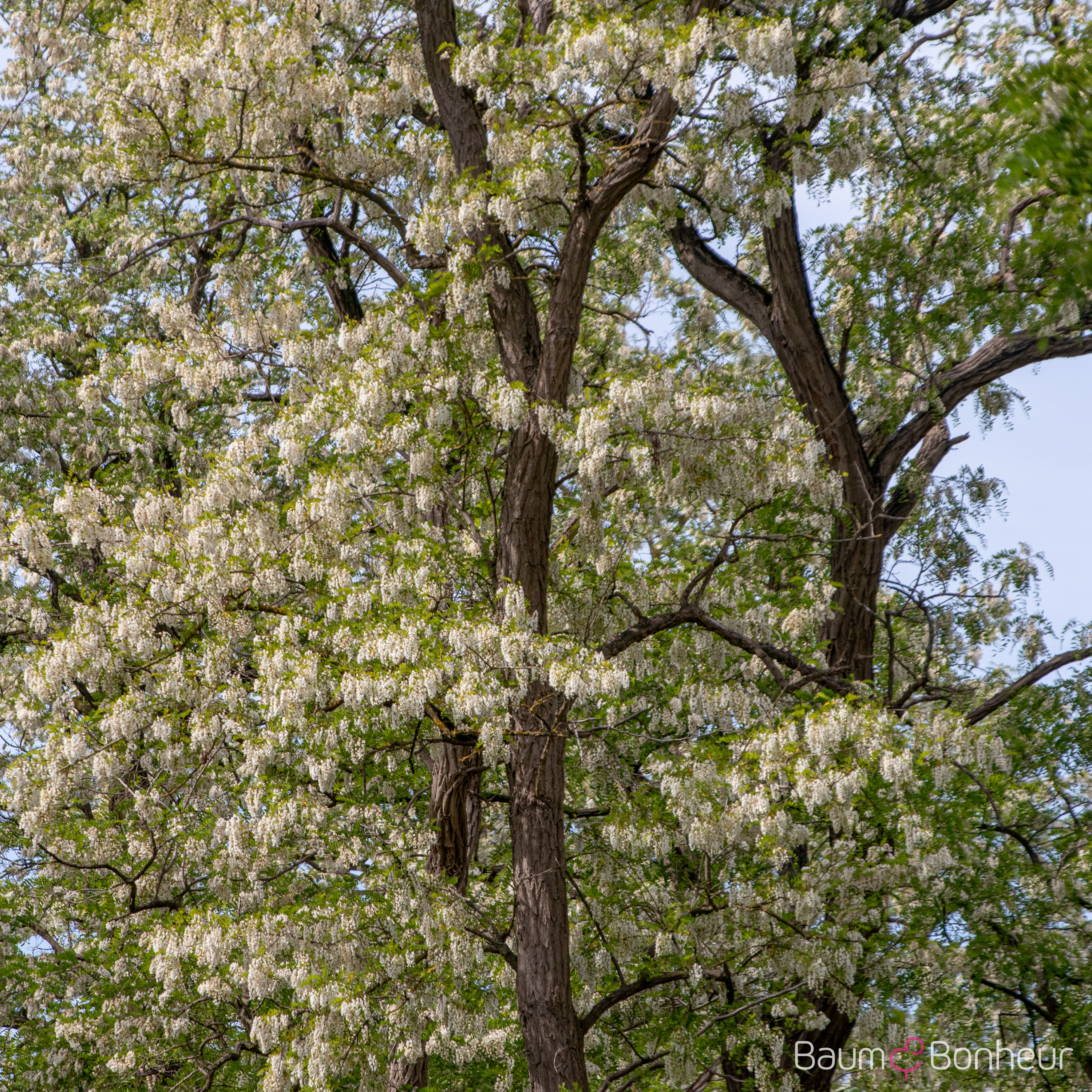 Robinia pseudoacacia