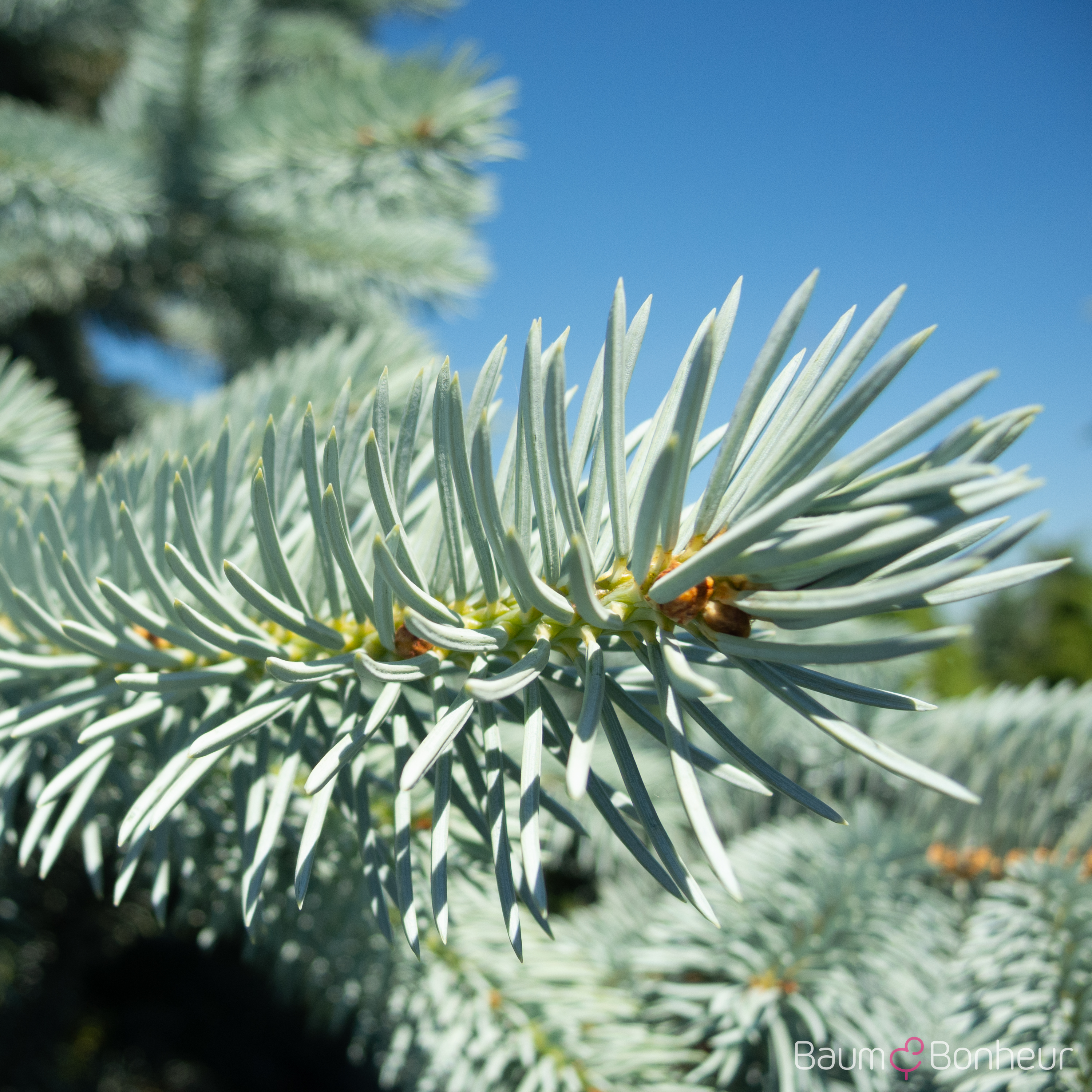 Picea pungens 'Hoopsii'