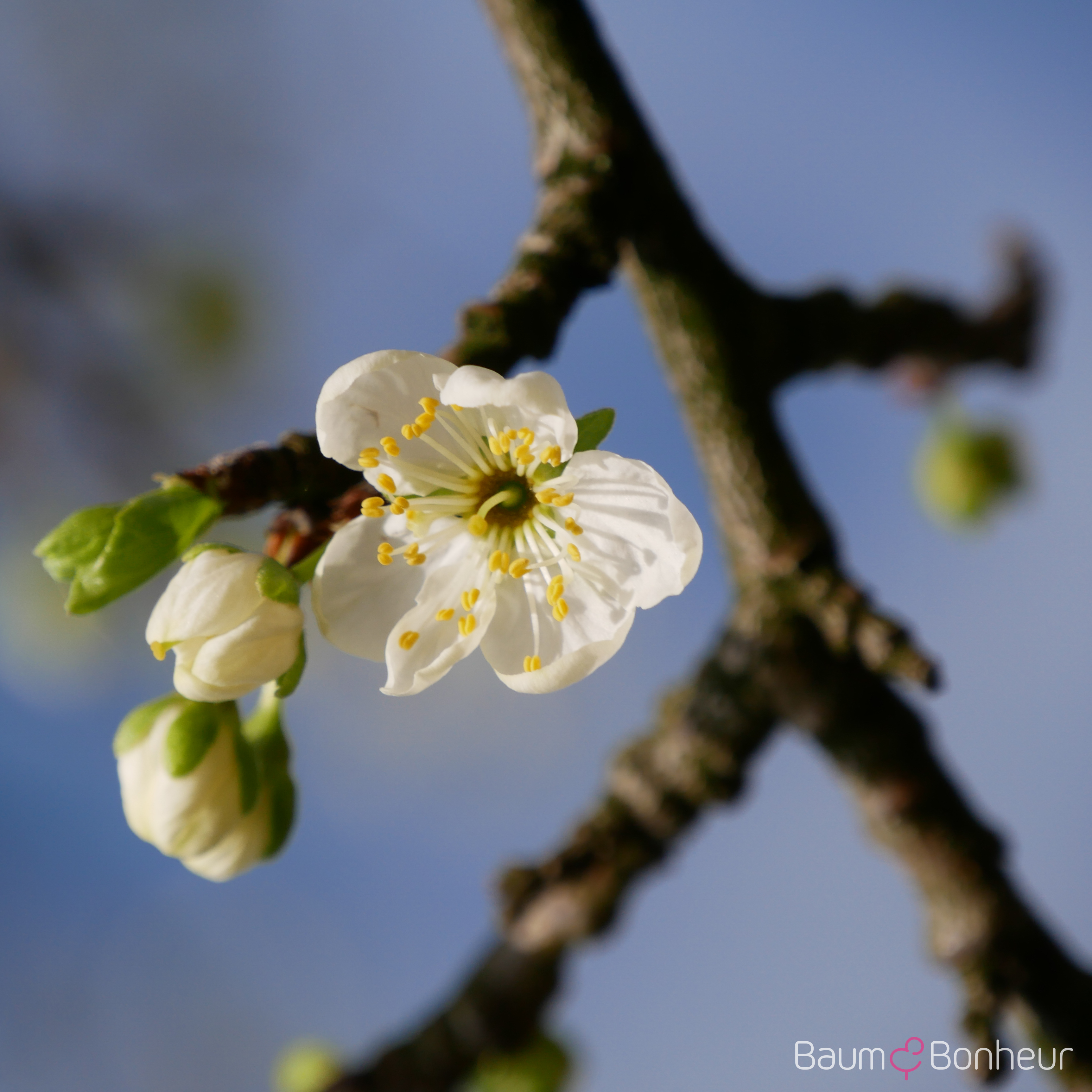 Prunus domestica 'Italienische Zwetsche'