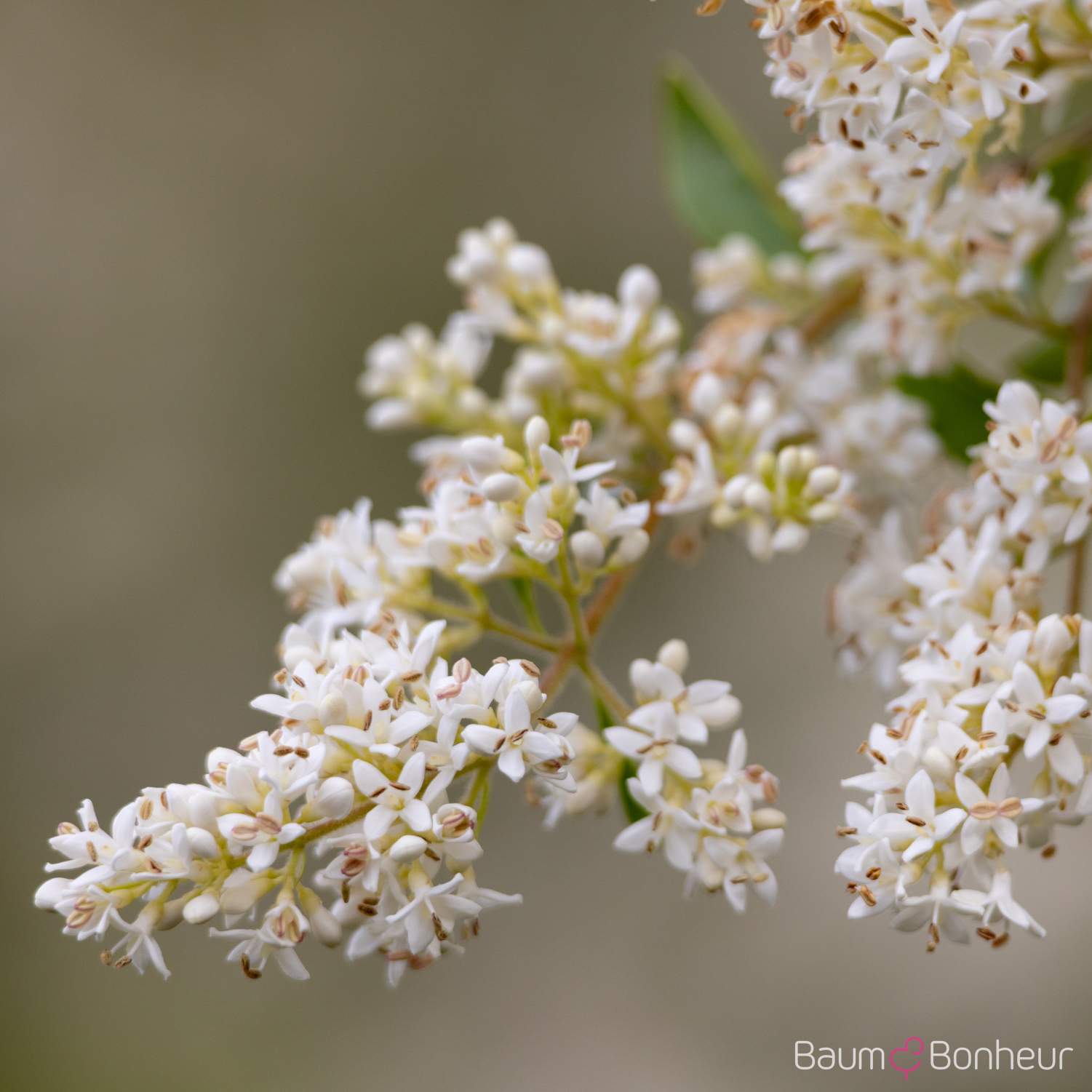 Ligustrum ibota