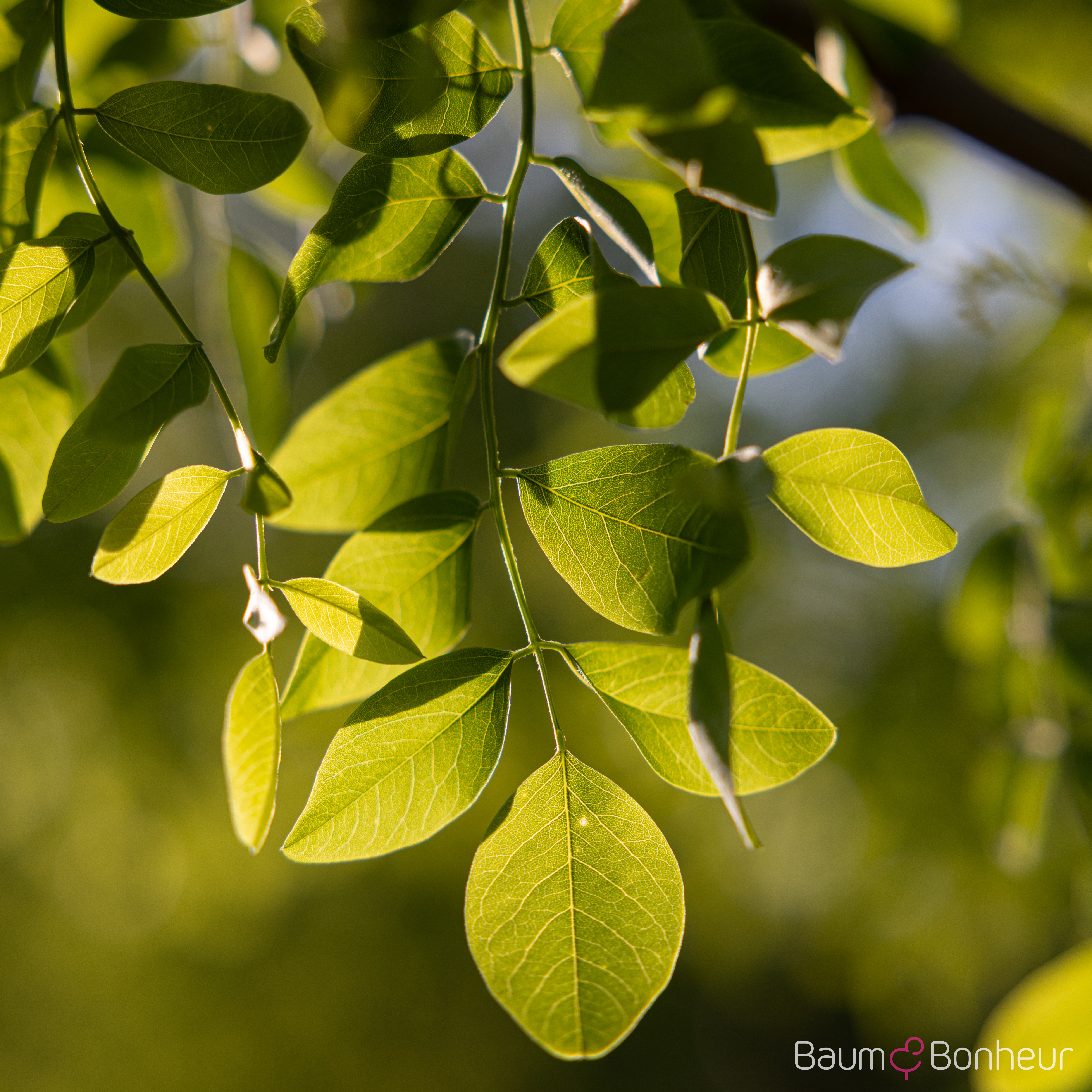 Robinia pseudoacacia 'Tortuosa'