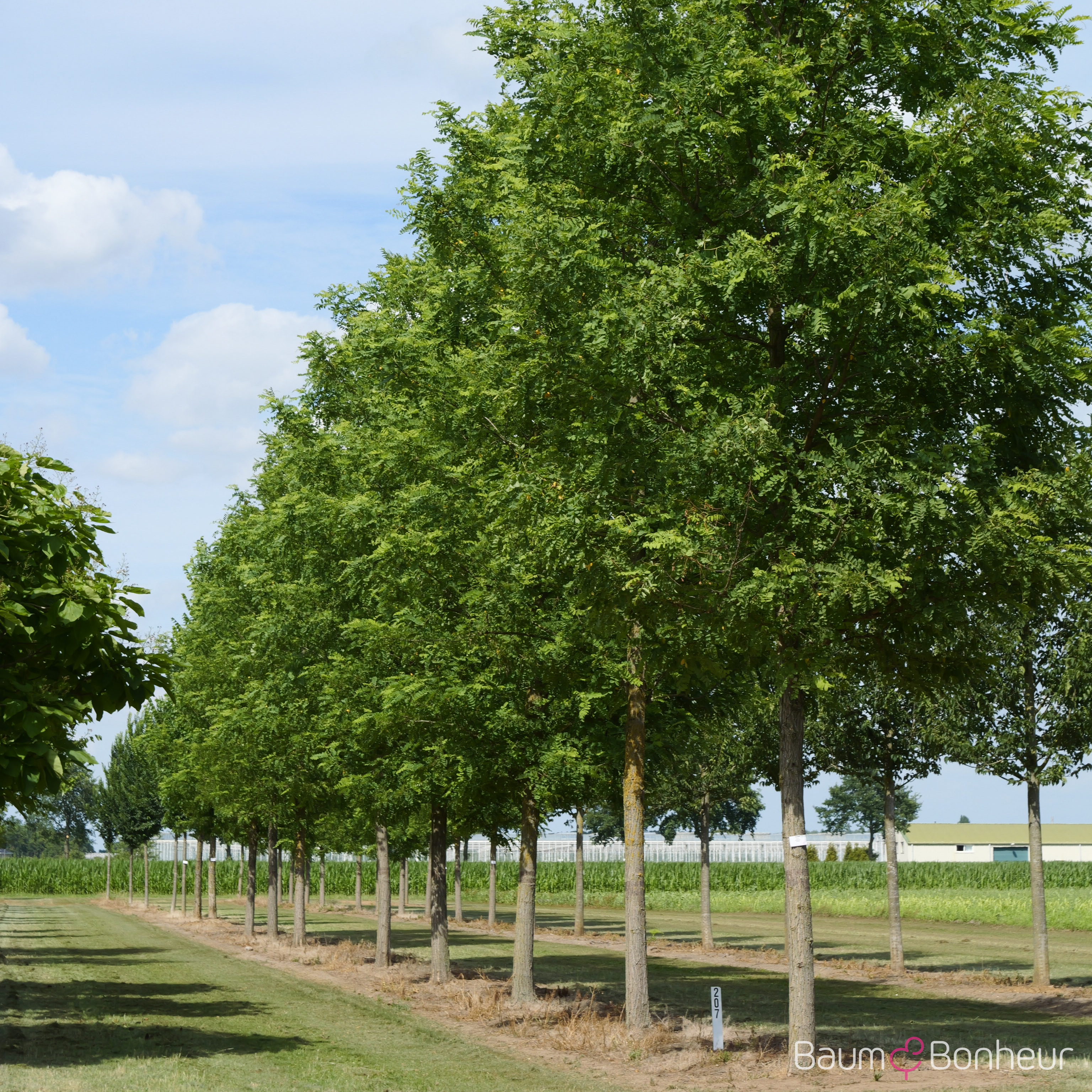 Robinia pseudoacacia 'Nyirségí'
