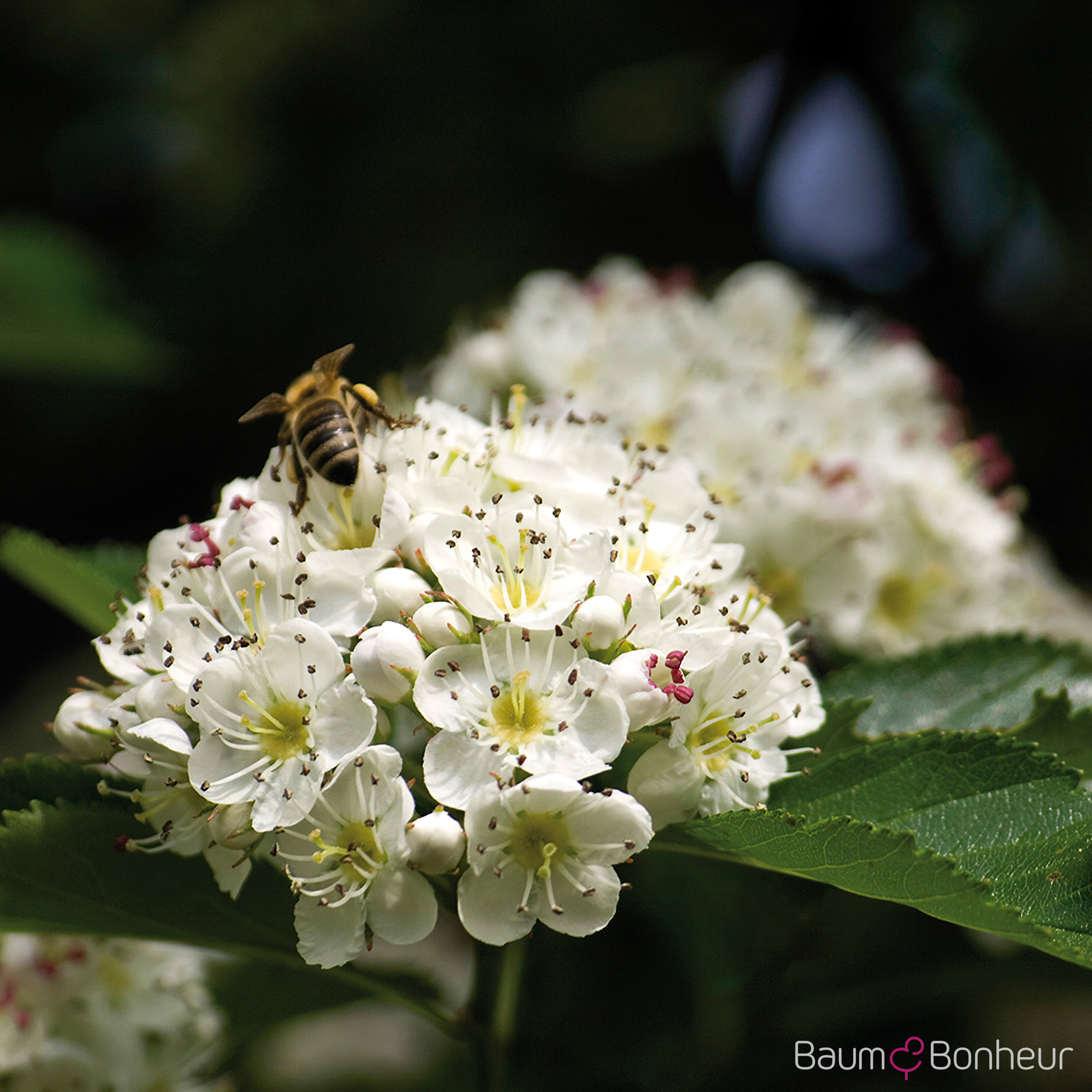 Crataegus coccinea
