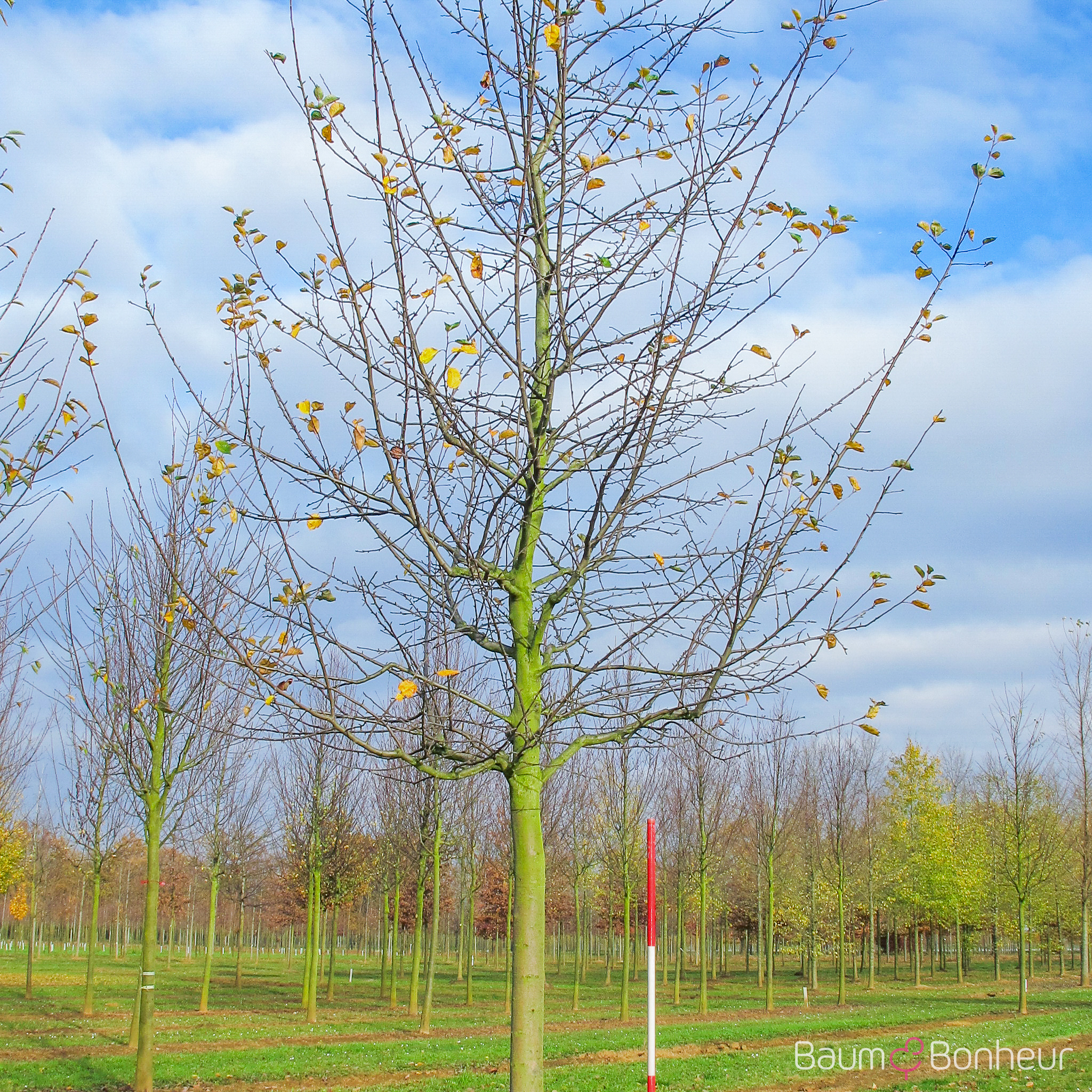 Malus 'Idared'