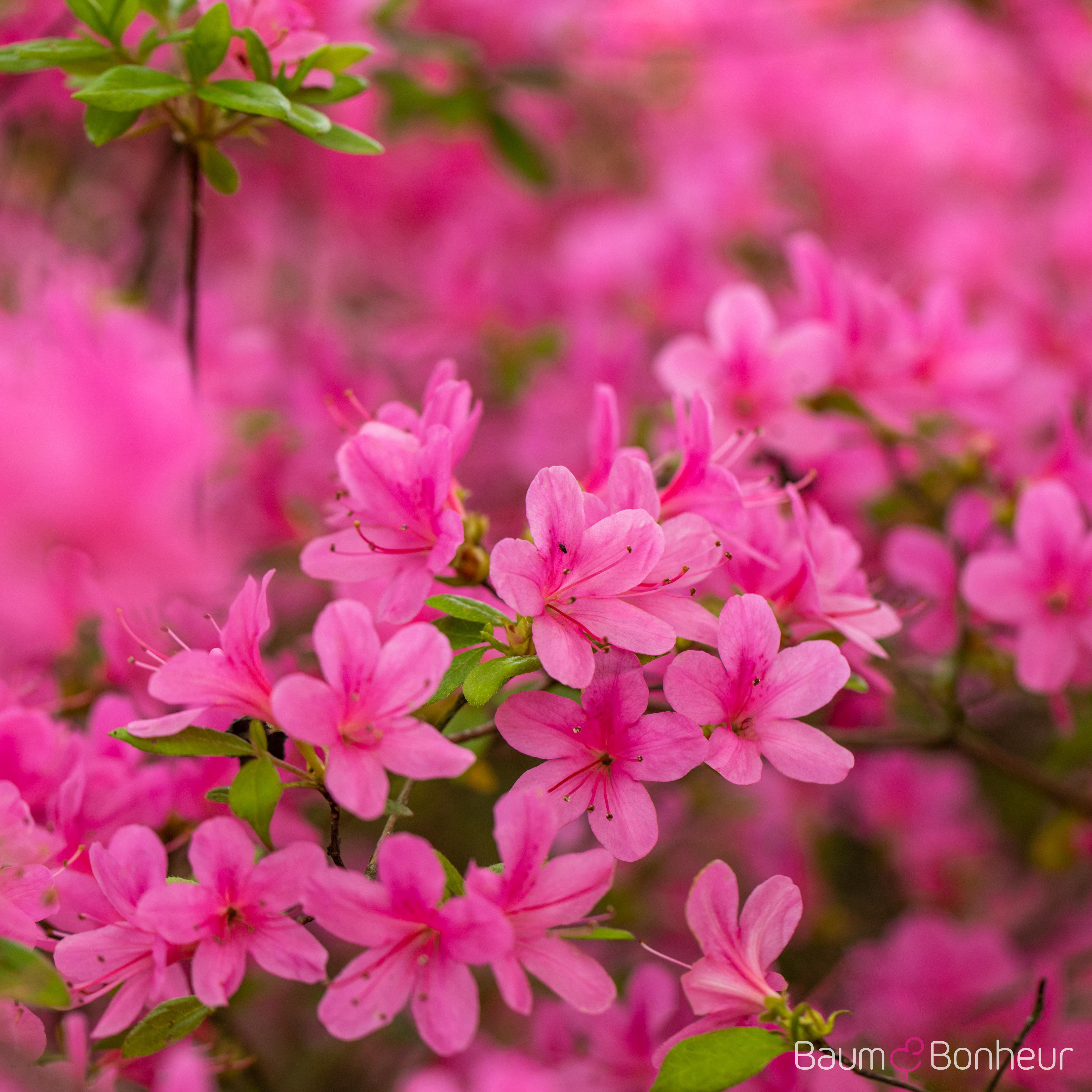 Rhododendron obtusum 'Hinomayo'