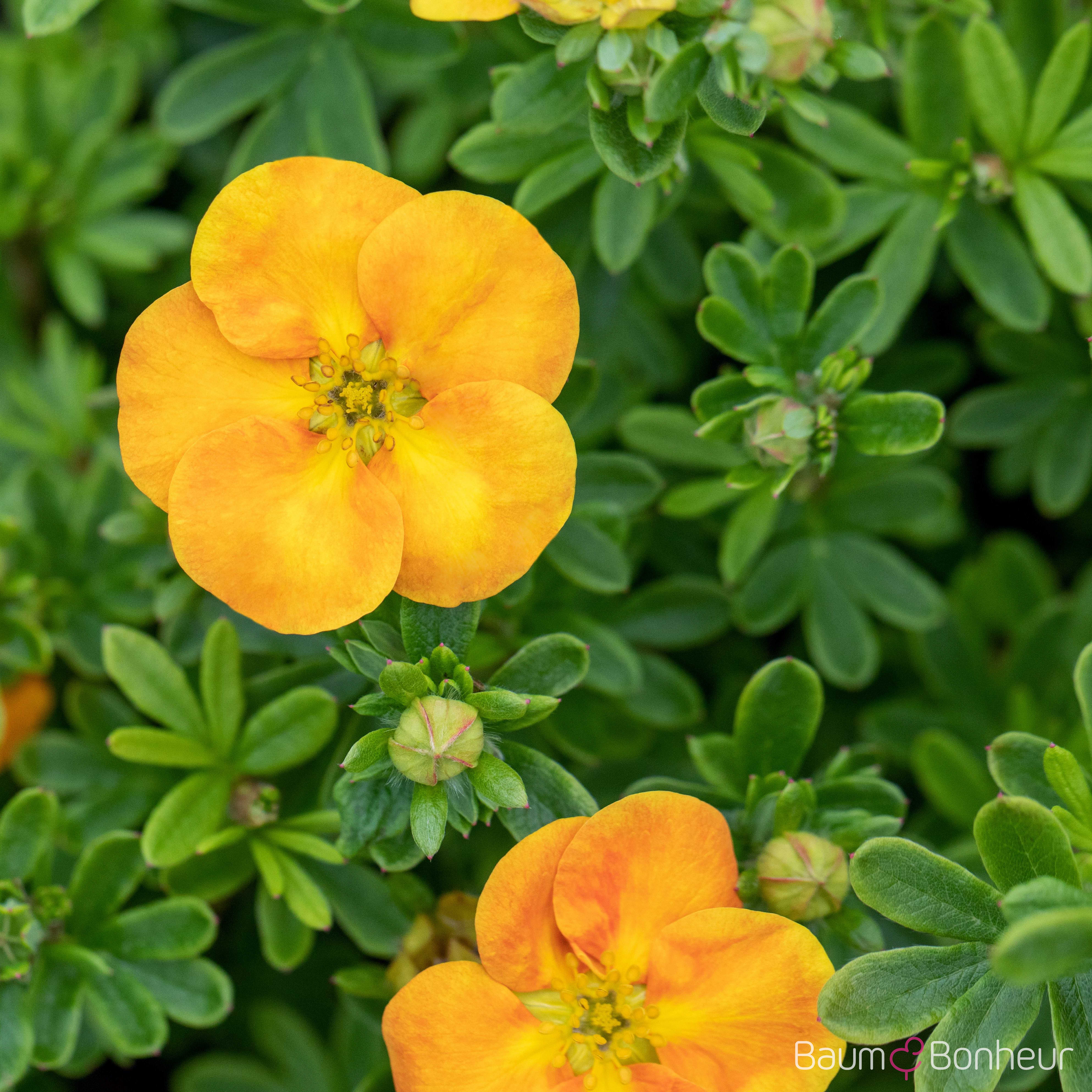 Potentilla fruticosa 'Tangerine'