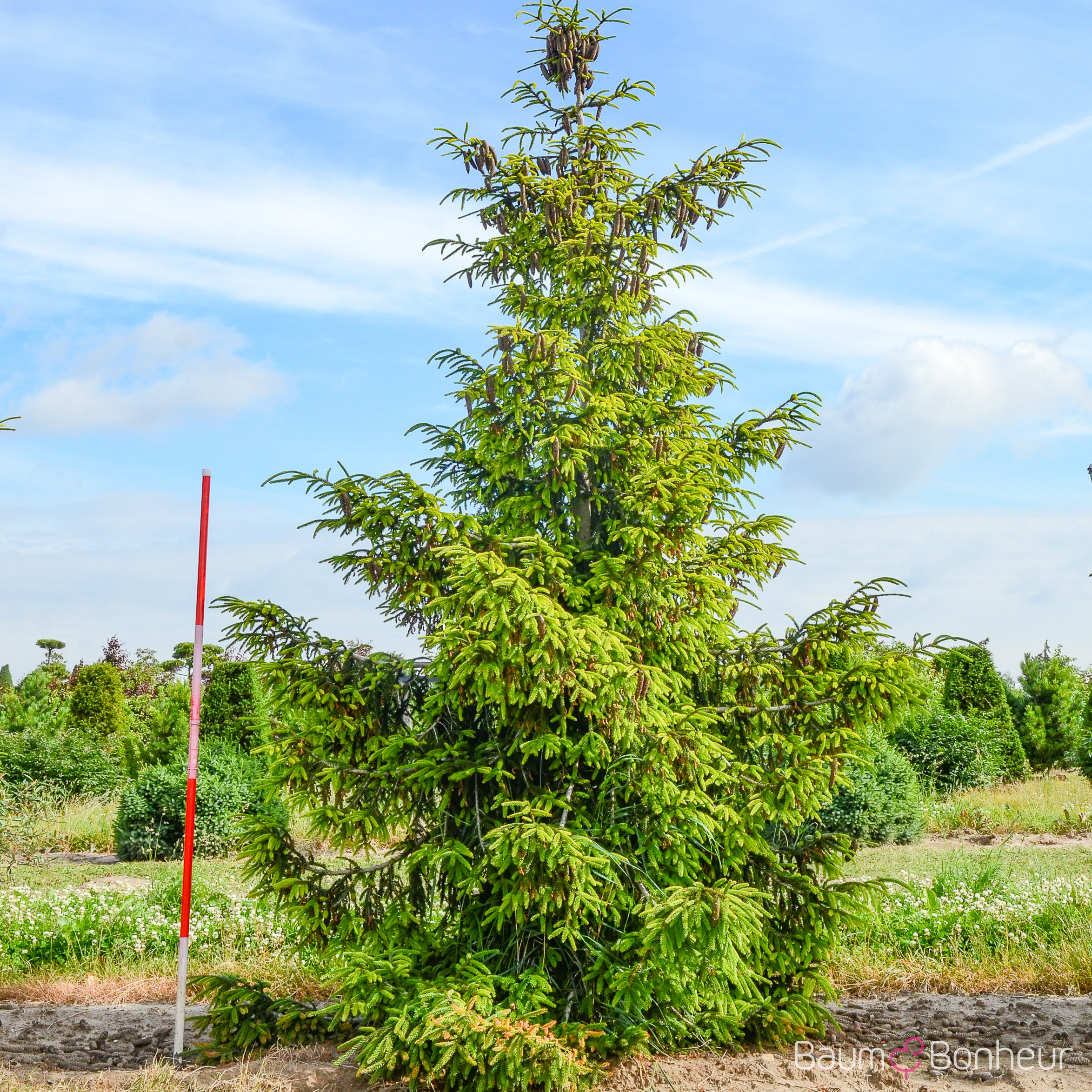 Picea orientalis 'Aureospicata'