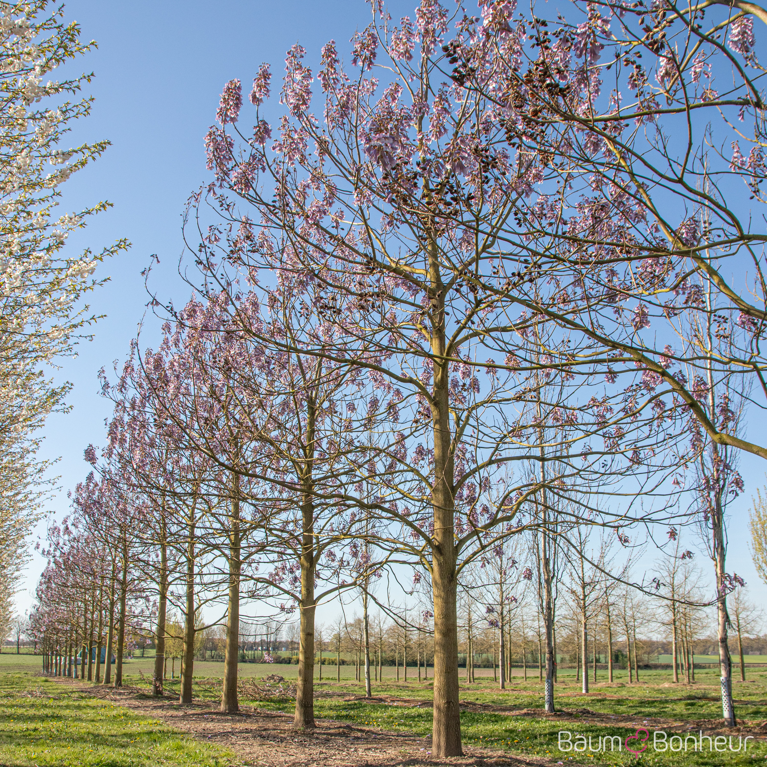 Paulownia tomentosa