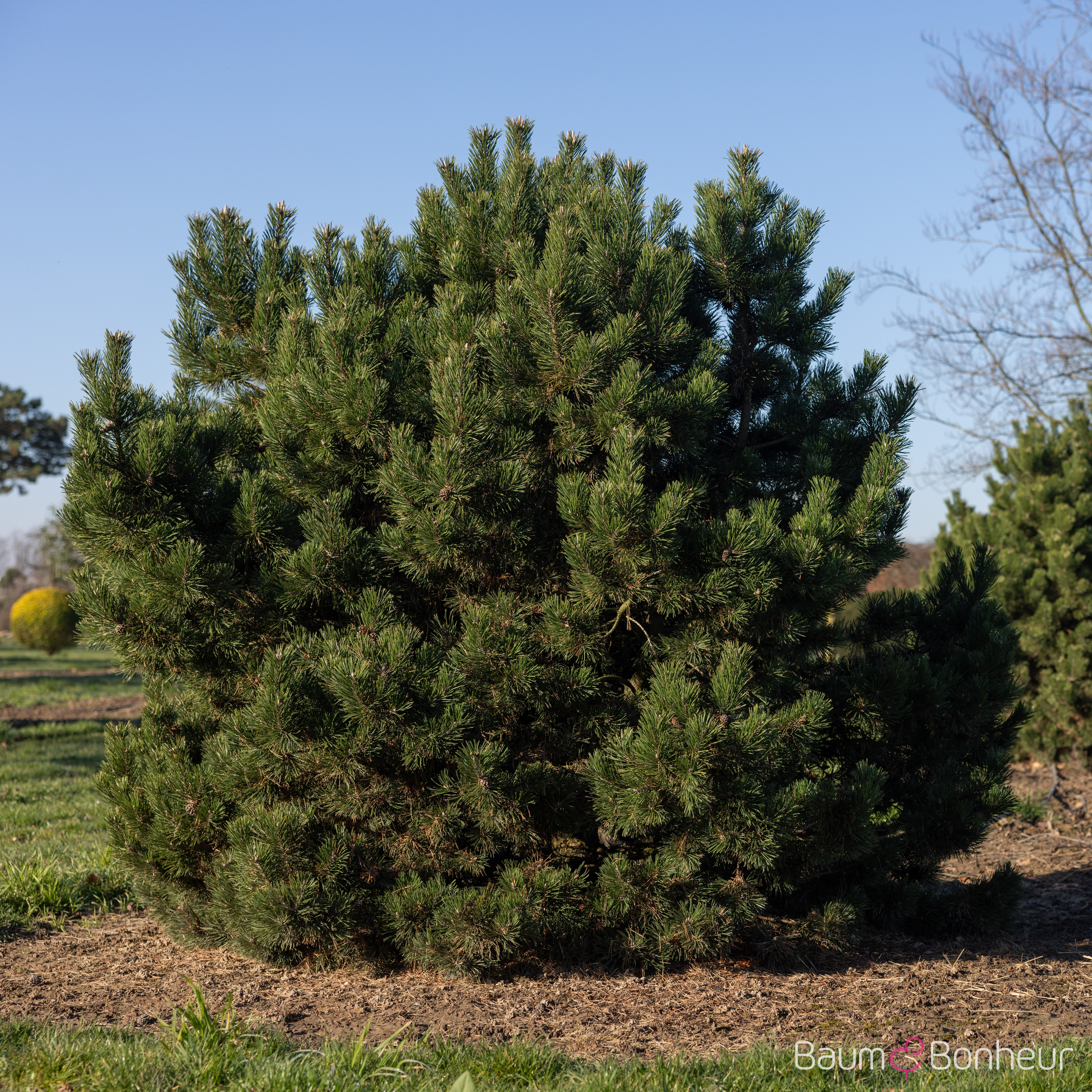 Pinus mugo pumilio