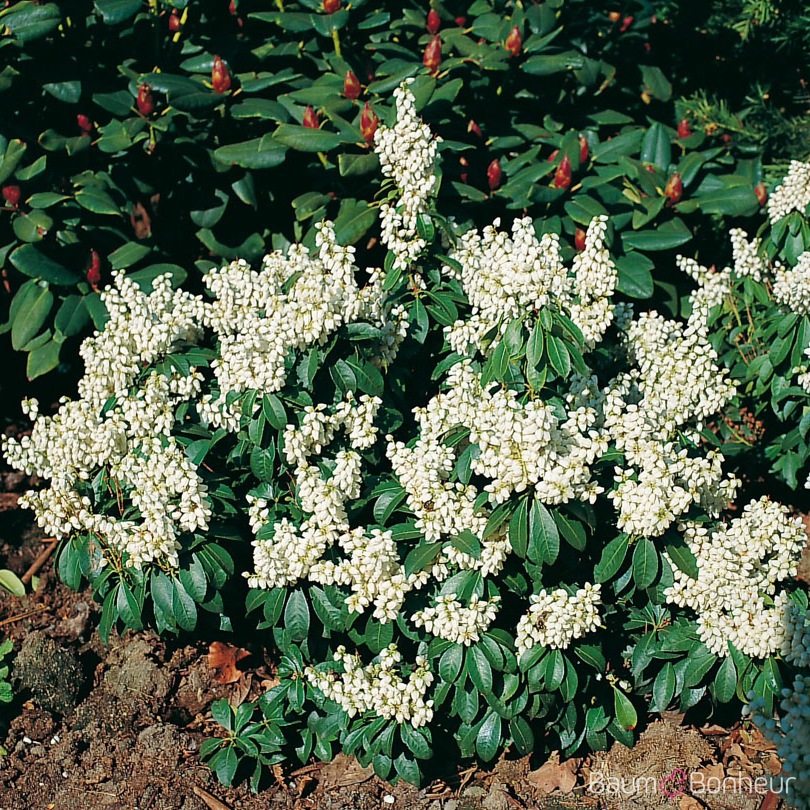 Pieris japonica 'White Pearl'
