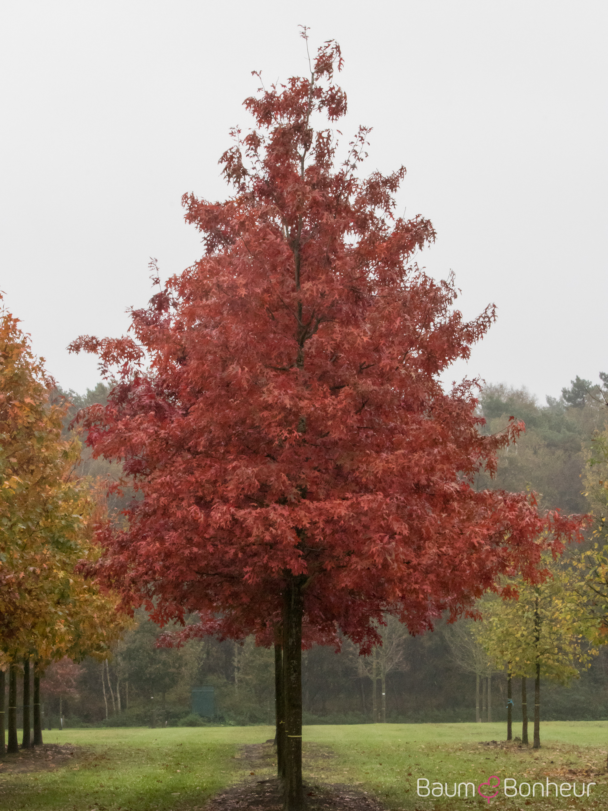 Quercus coccinea