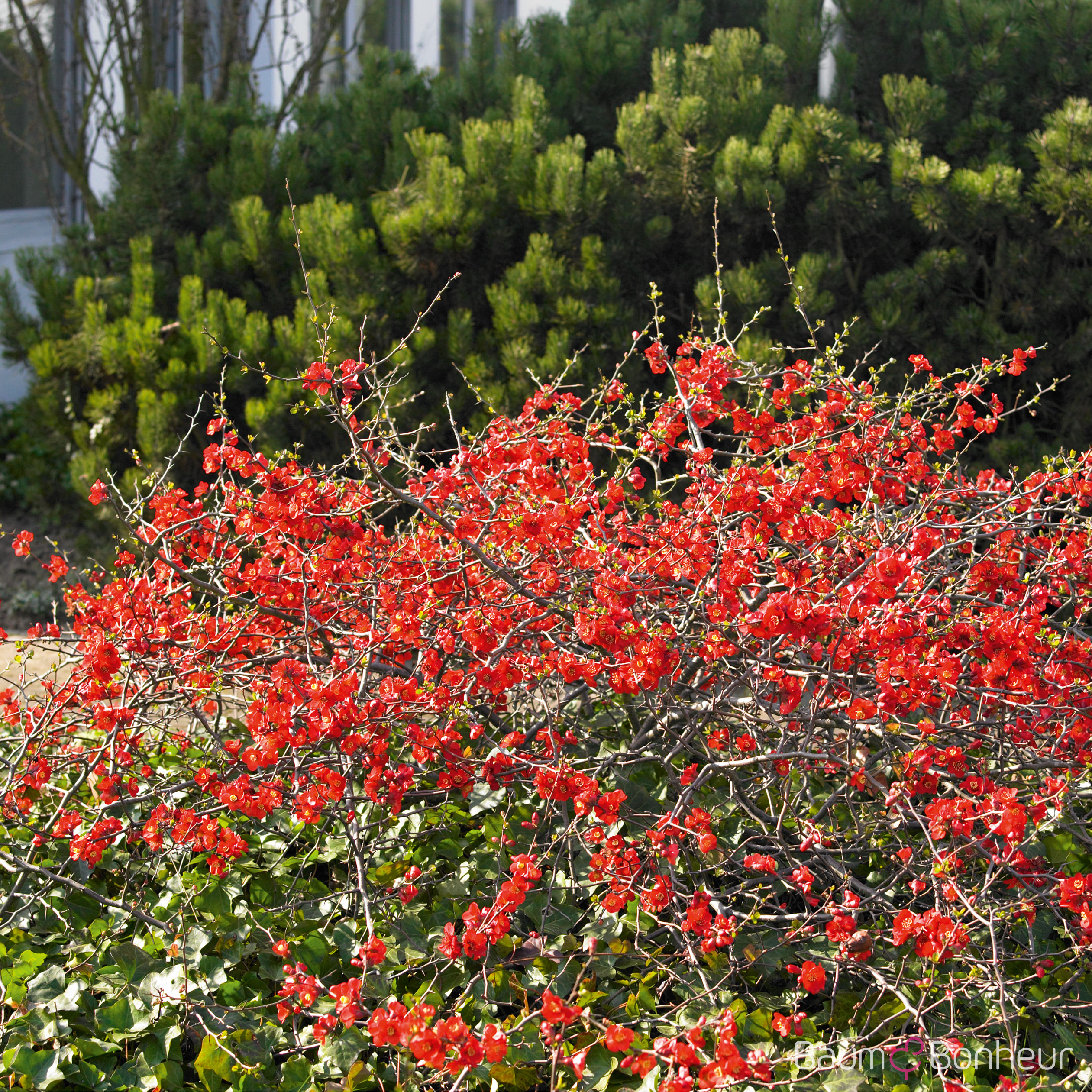 Chaenomeles 'Vesuvius'