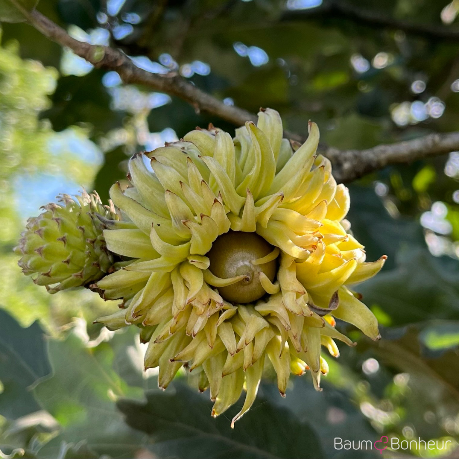 Quercus ithaburensis 'Hemelrijk'