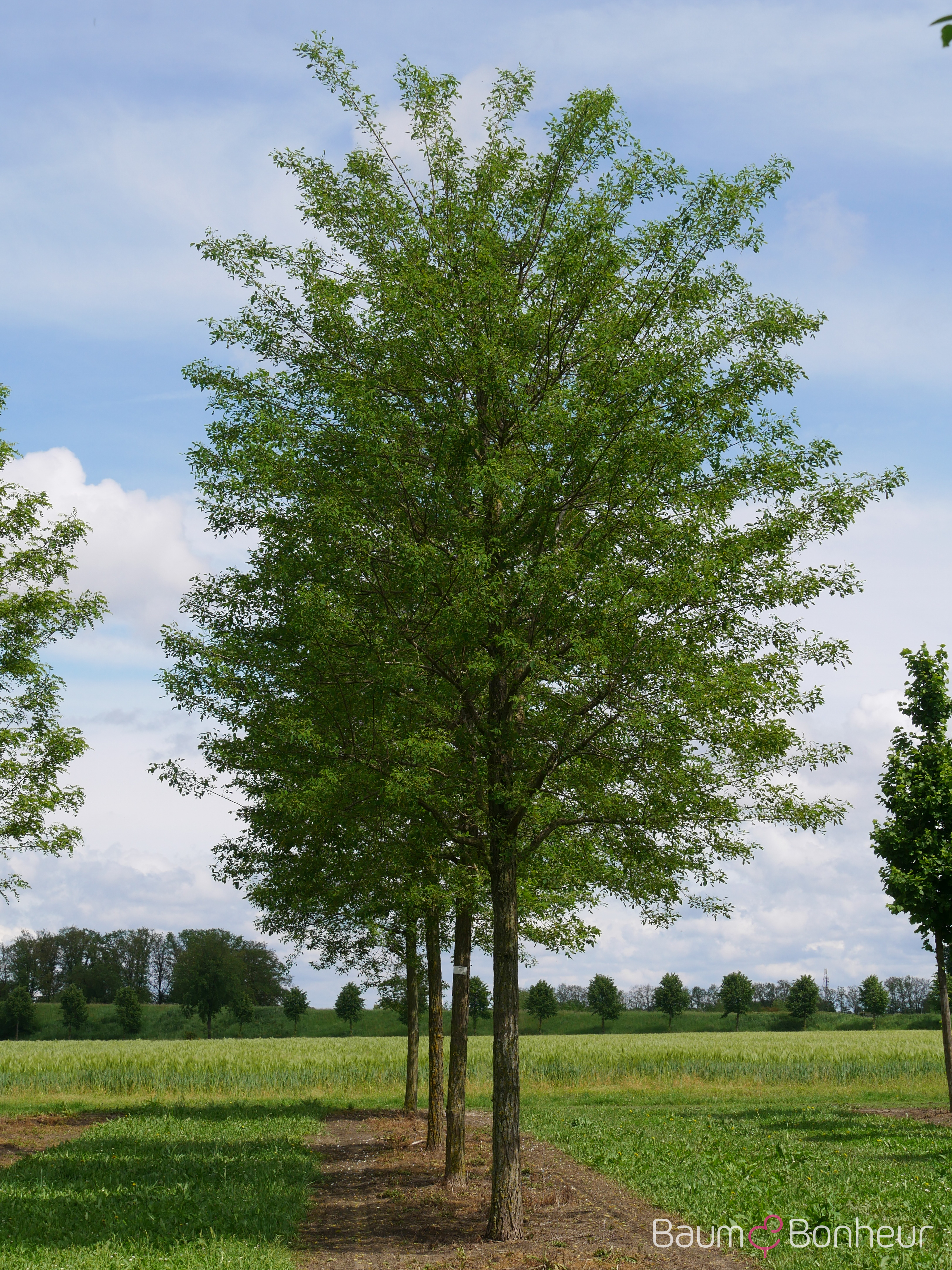 Robinia pseudoacacia 'Sandraudiga'