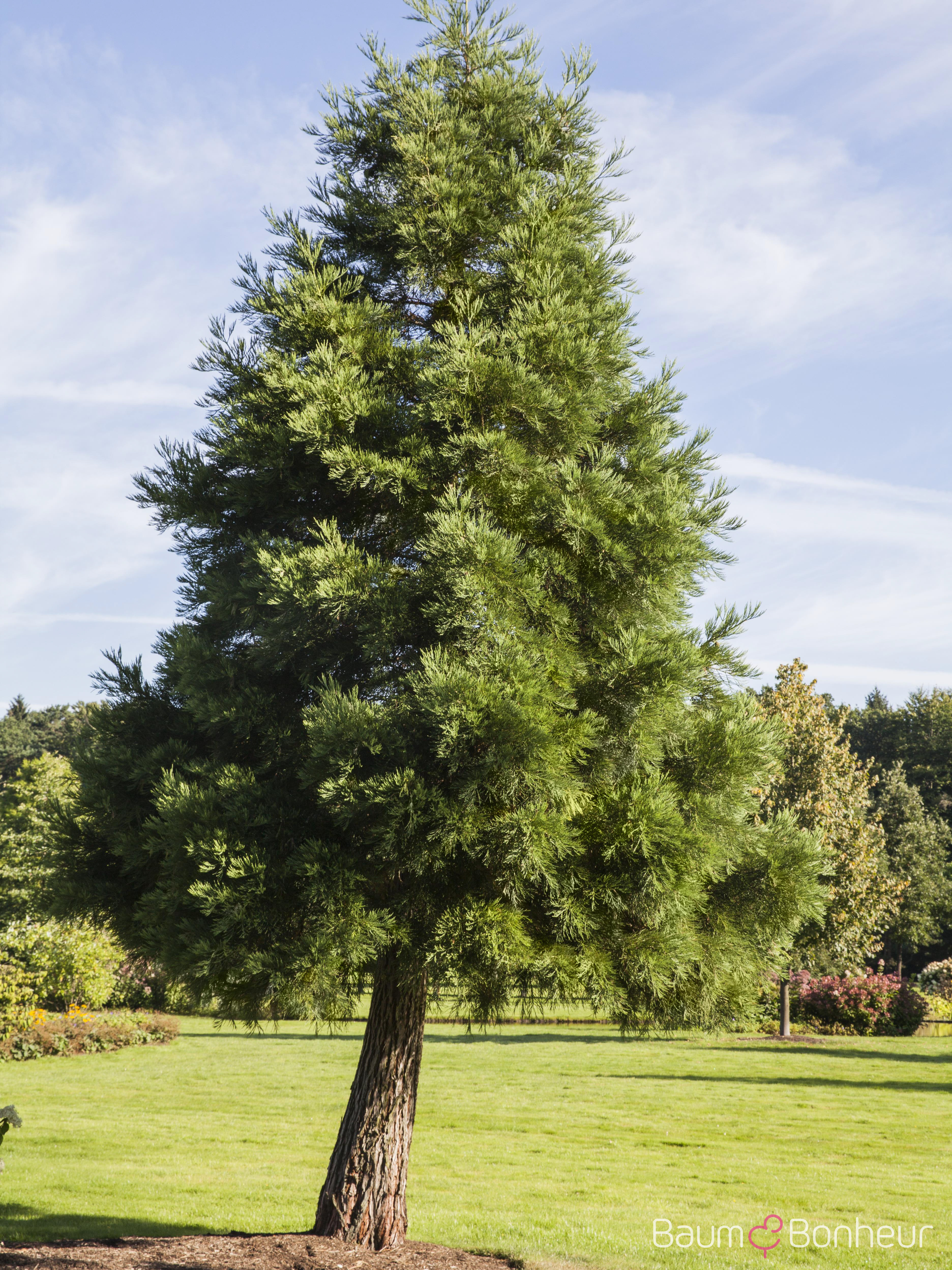 Sequoiadendron giganteum