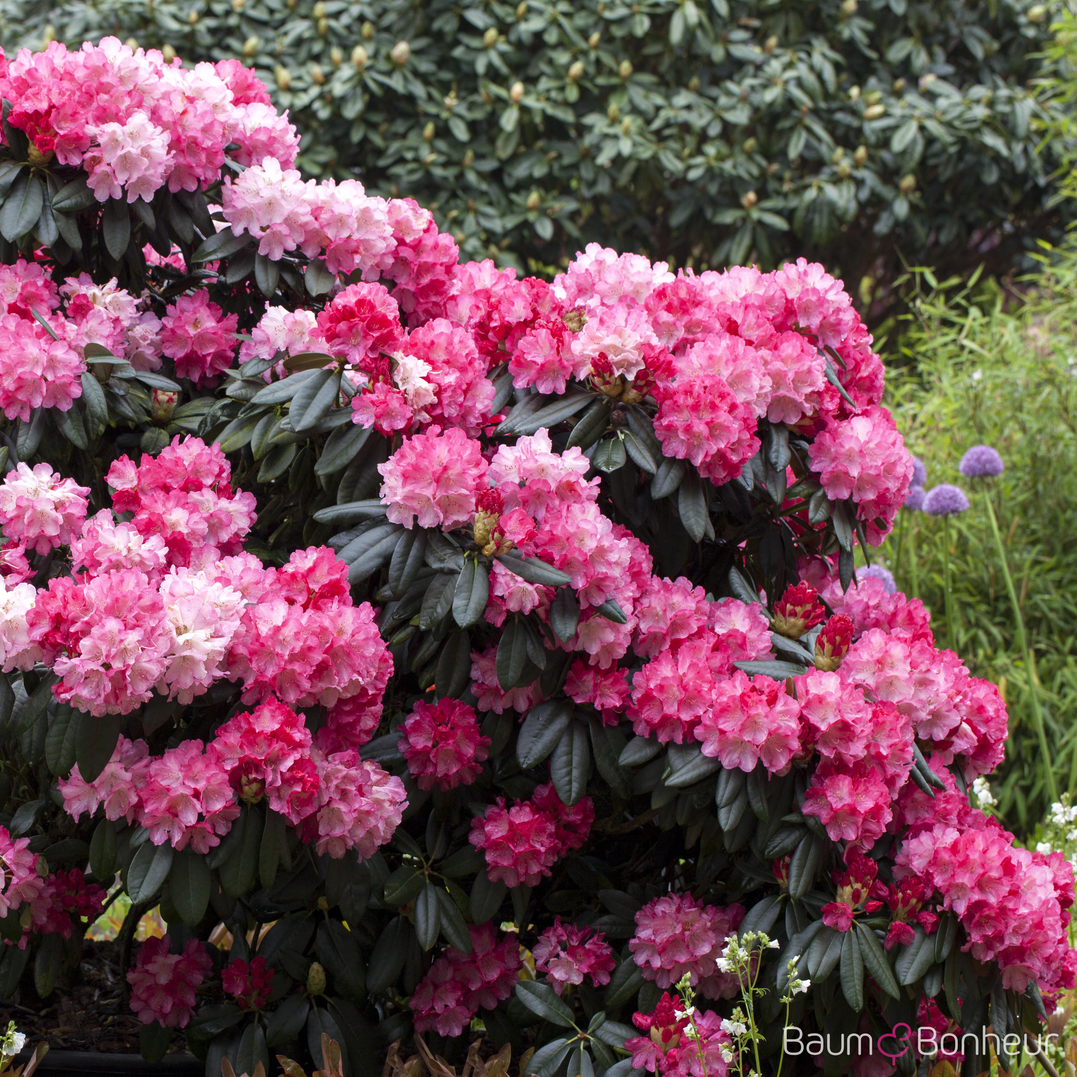 Rhododendron yakushimanum 'Fantastica'