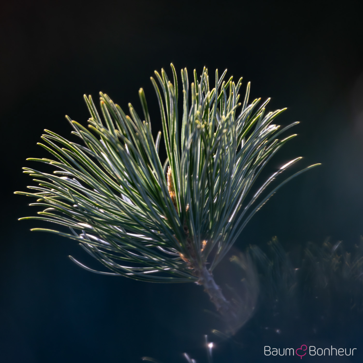 Pinus parviflora 'Tempelhof'