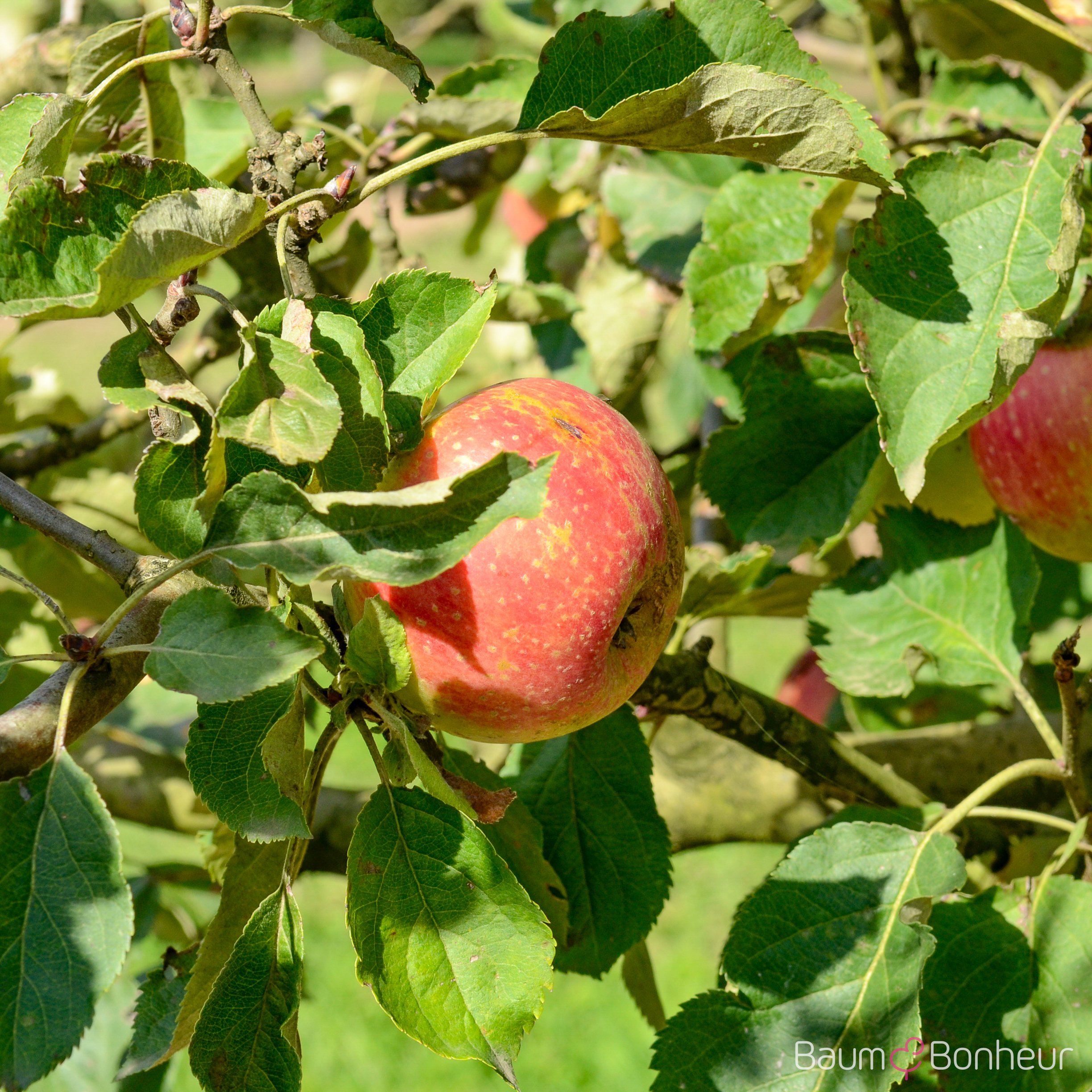 Malus 'Roter Boskoop'