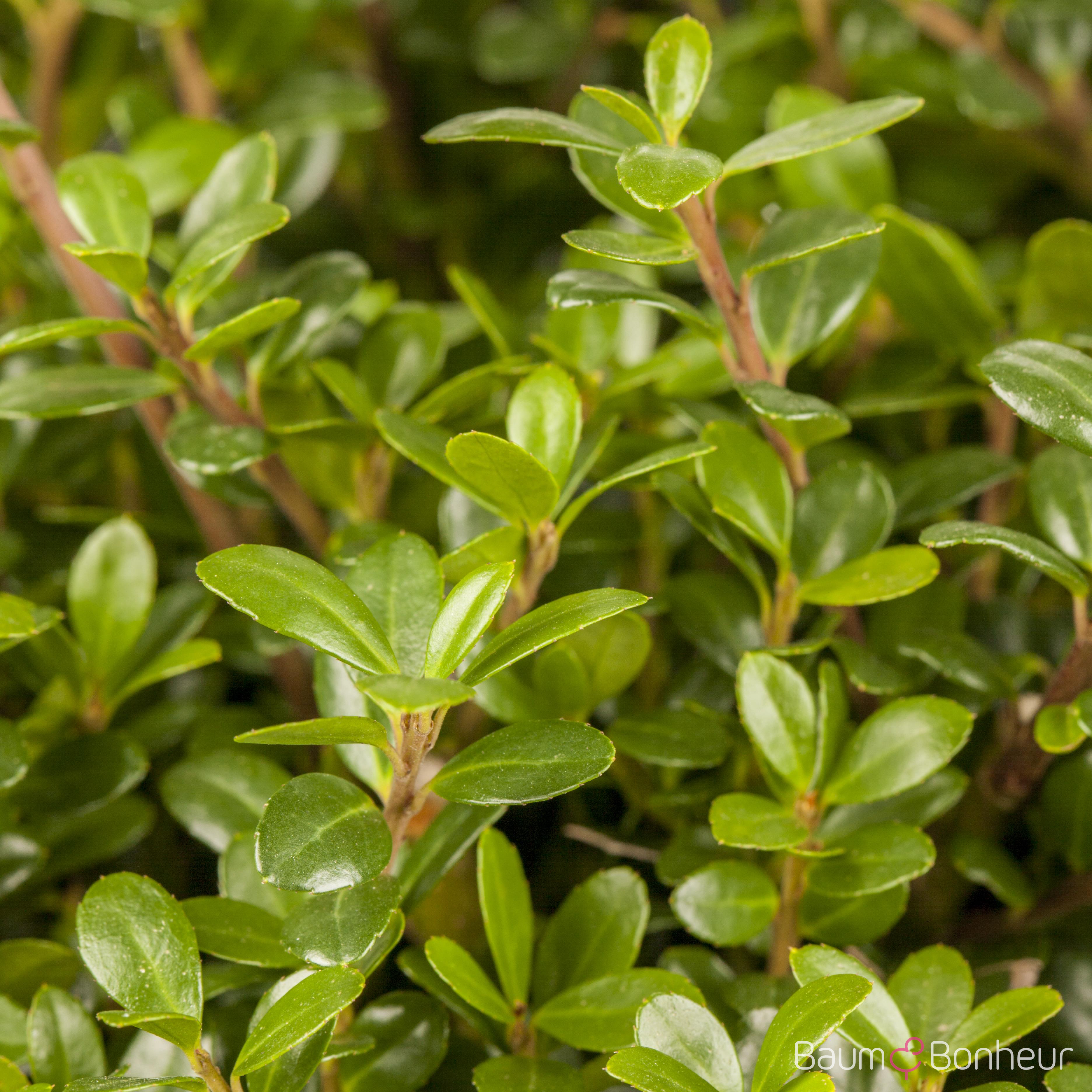 Ilex crenata 'Glorie Gem'
