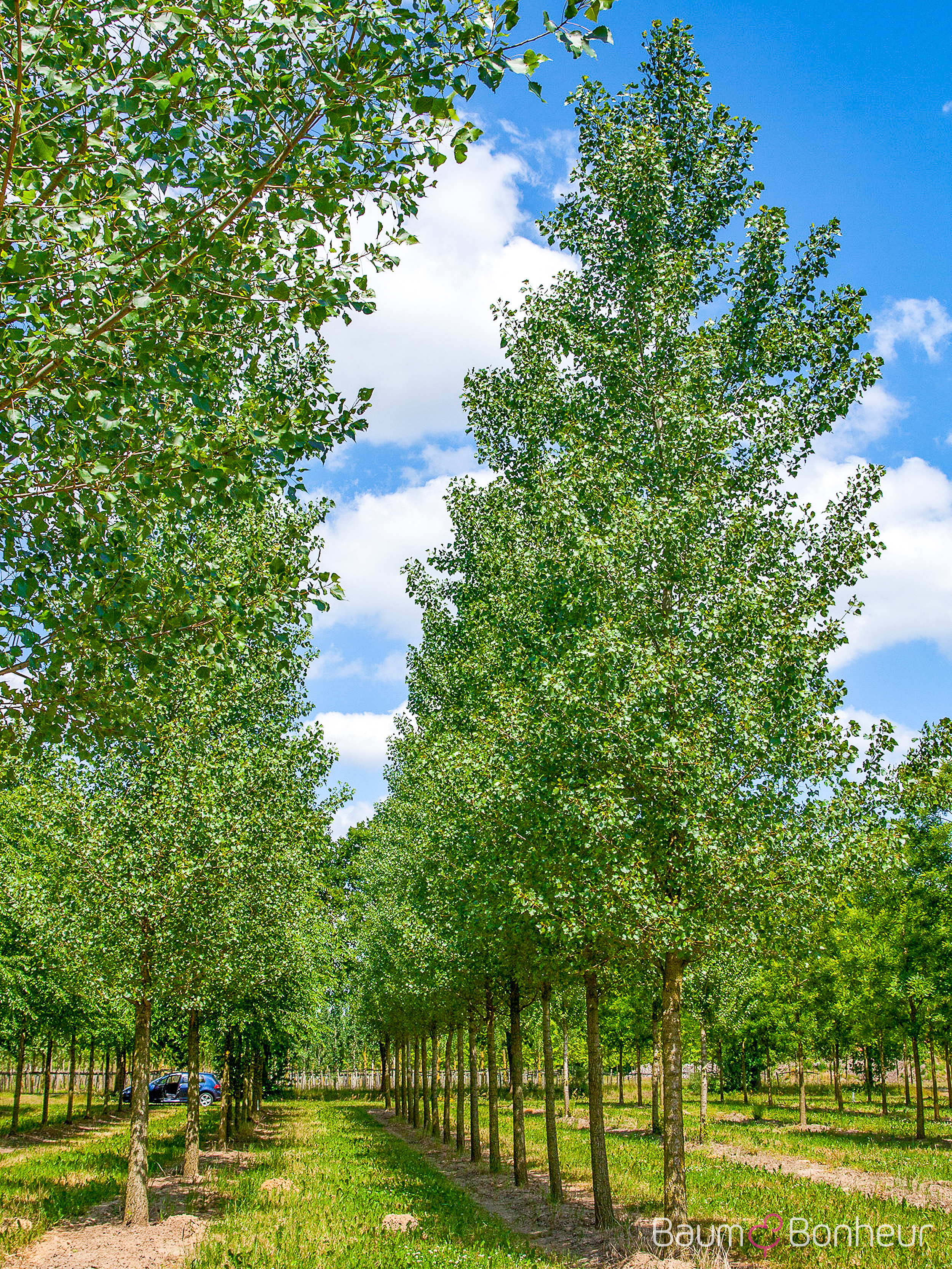 Populus canadensis 'Robusta'