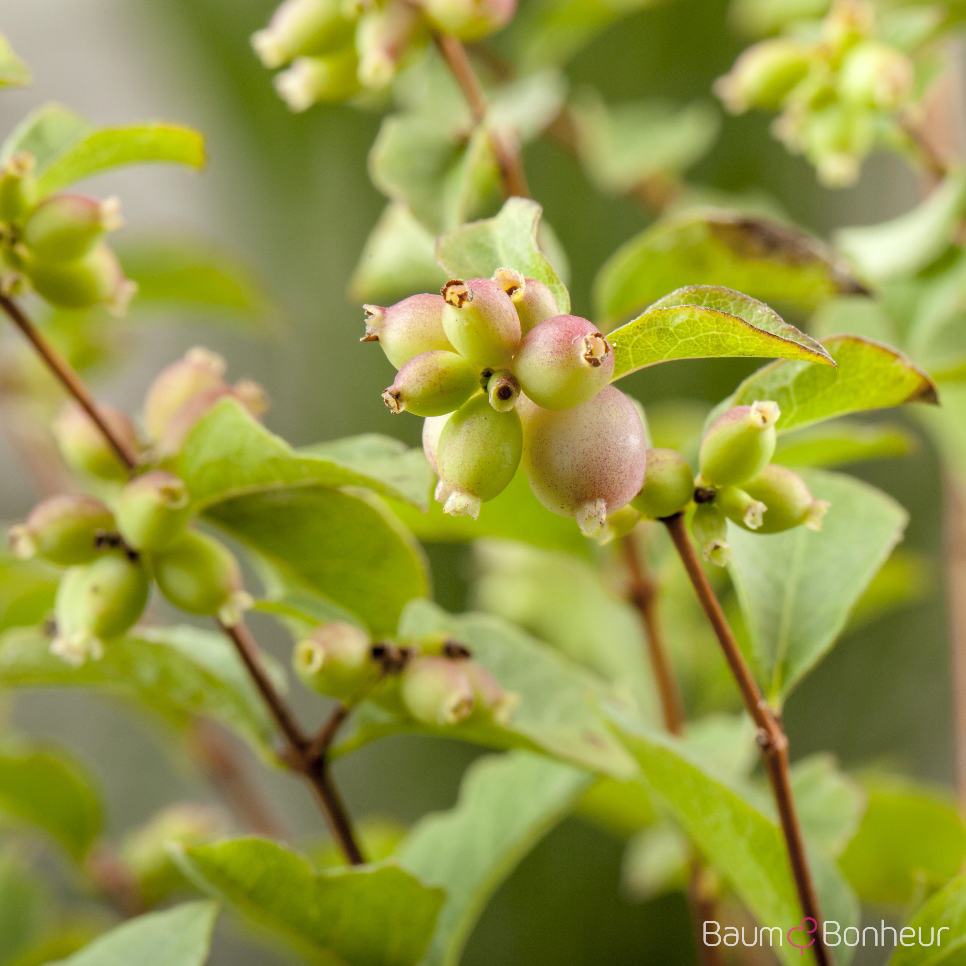 Symphoricarpos x chenaultii 'Hancock'