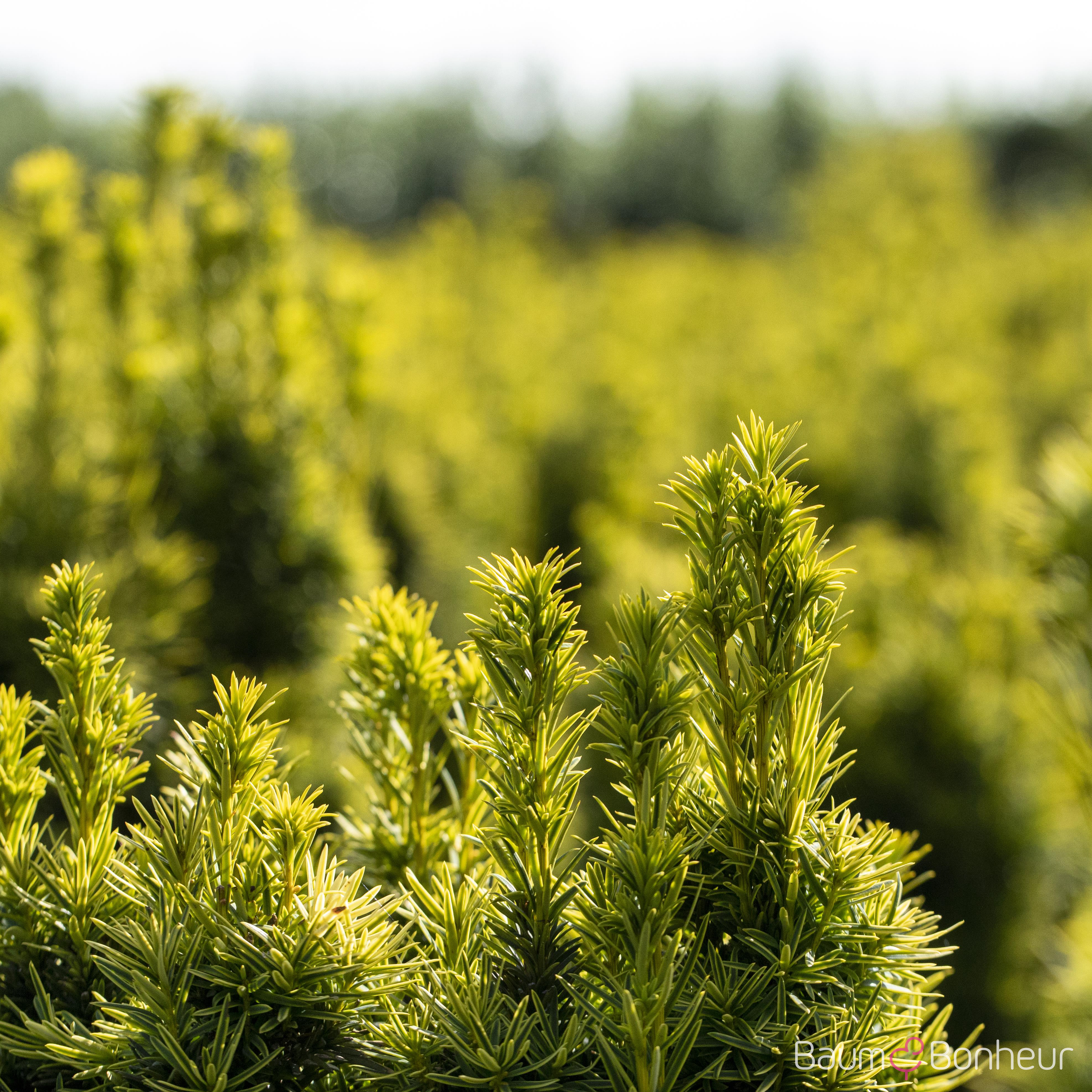 Taxus baccata 'Fastigiata Aureomarginata'