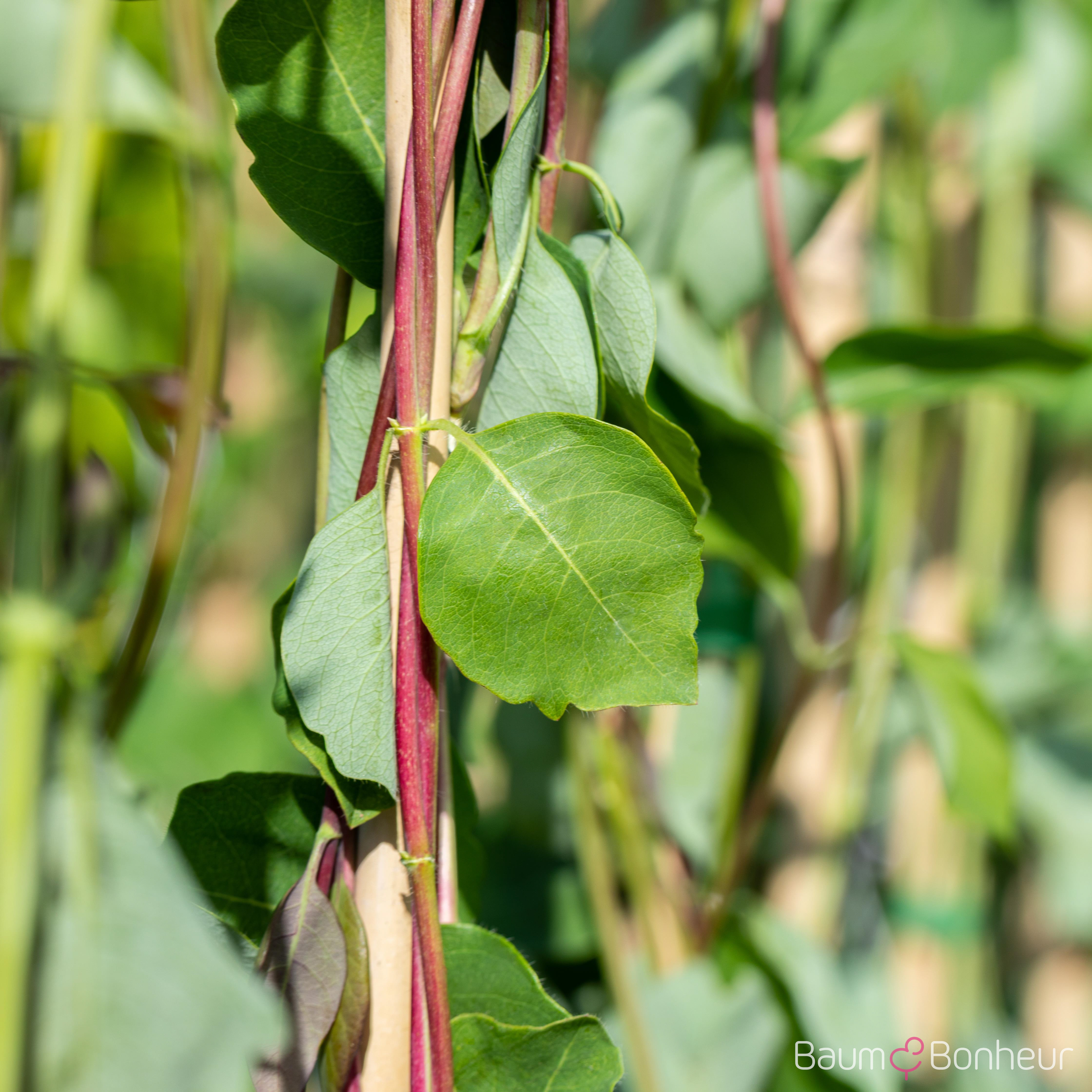 Lonicera caprifolium