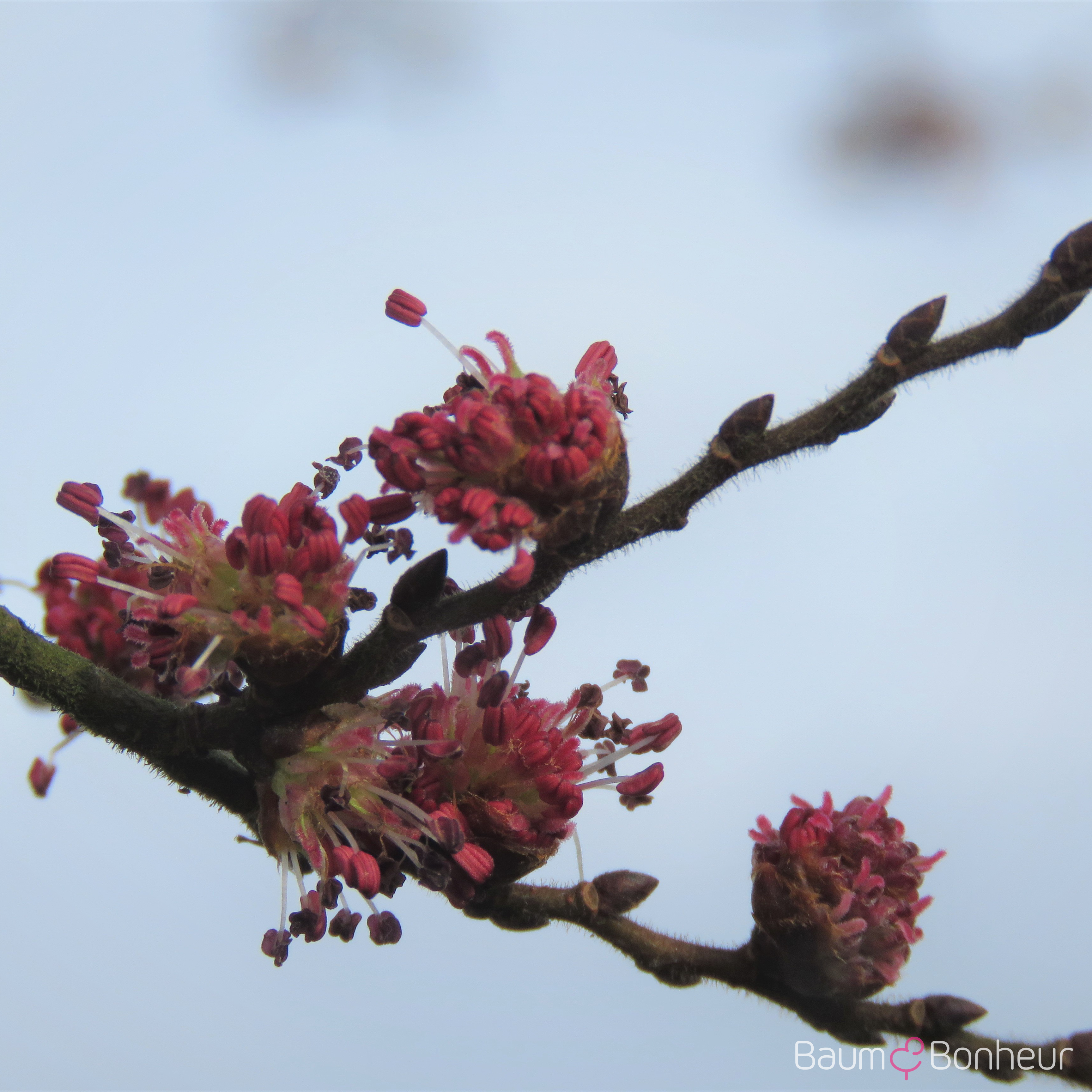 Ulmus hollandica 'Jacqueline Hillier'