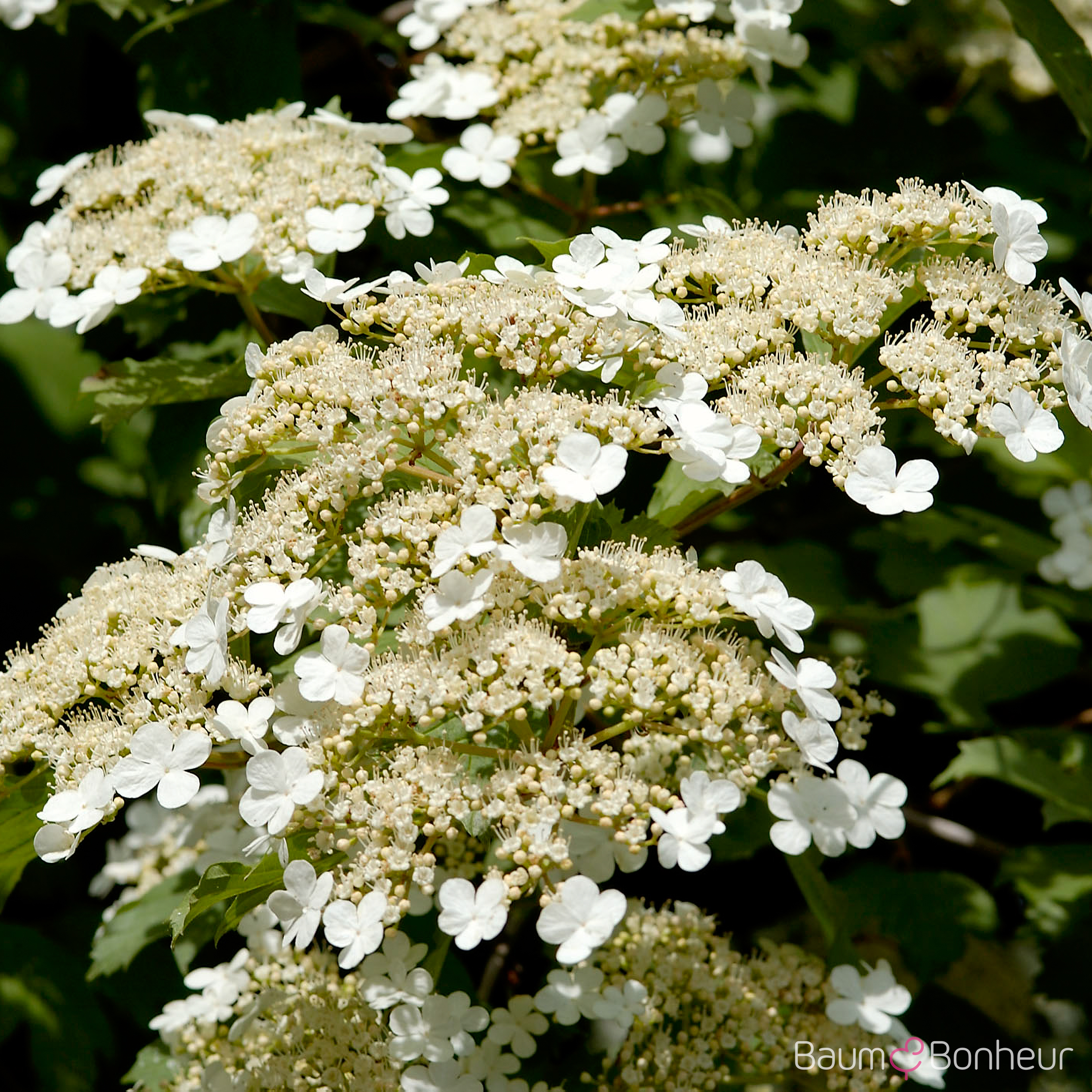 Viburnum opulus