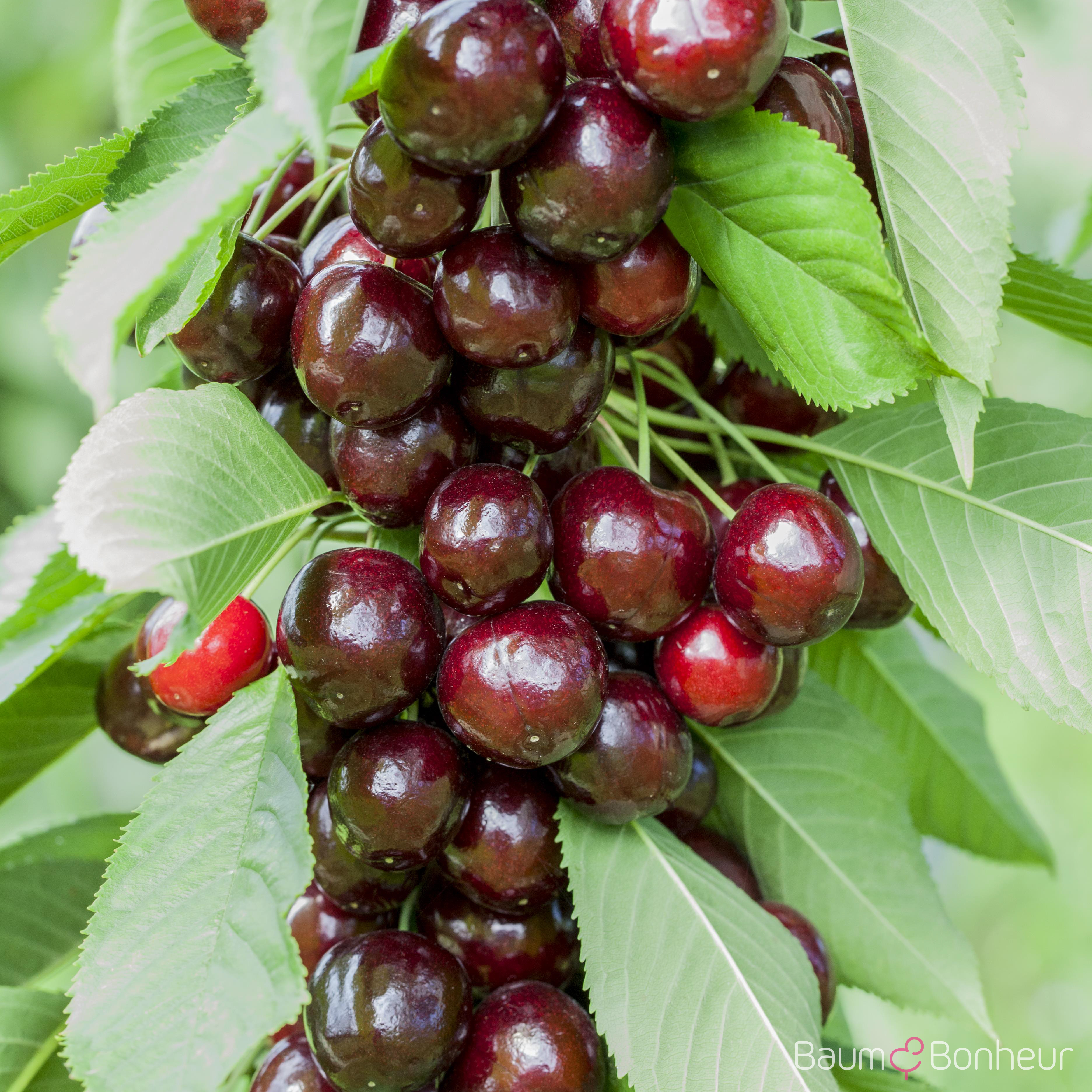 Prunus av. 'Lapins'
