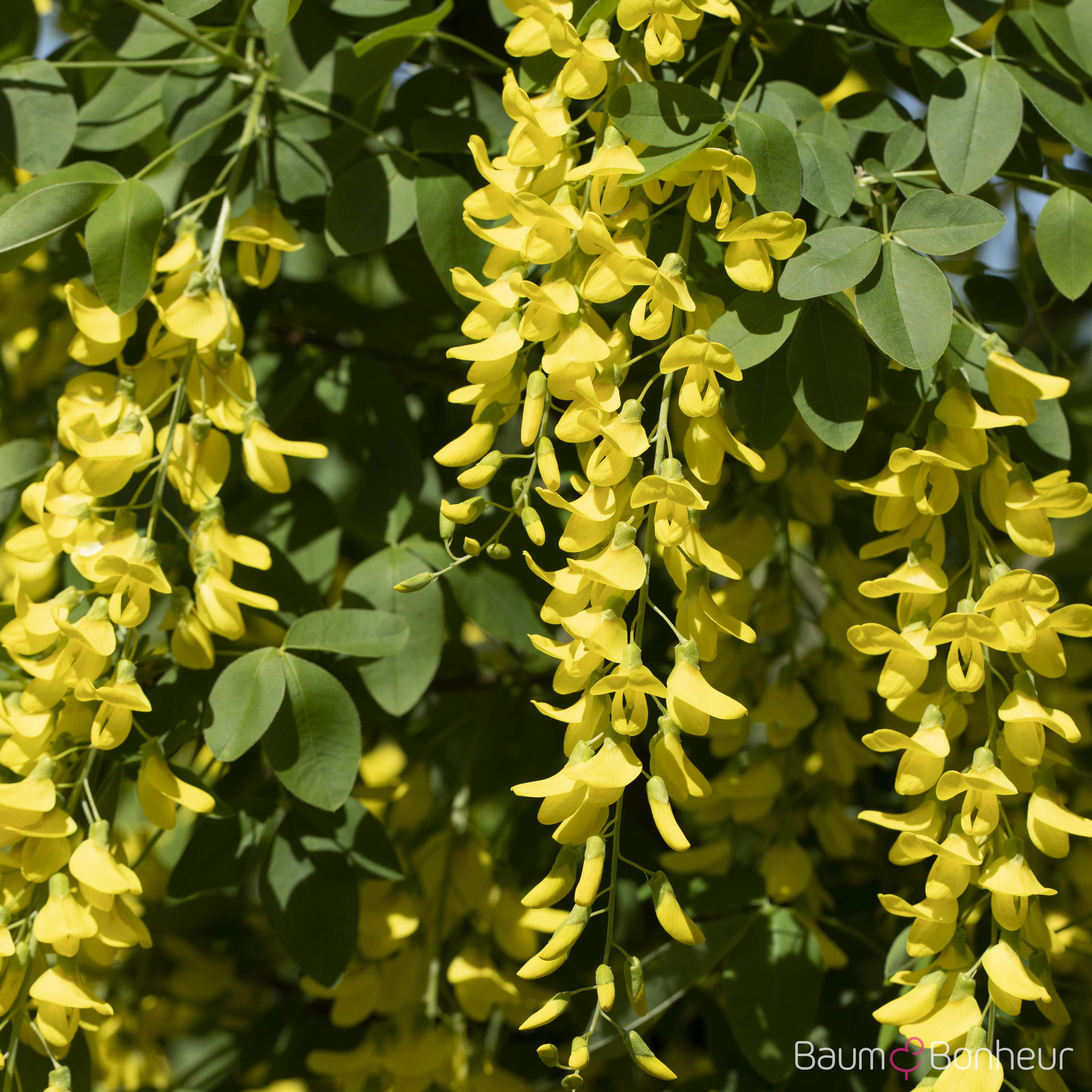 Laburnum x watereri 'Vossii'