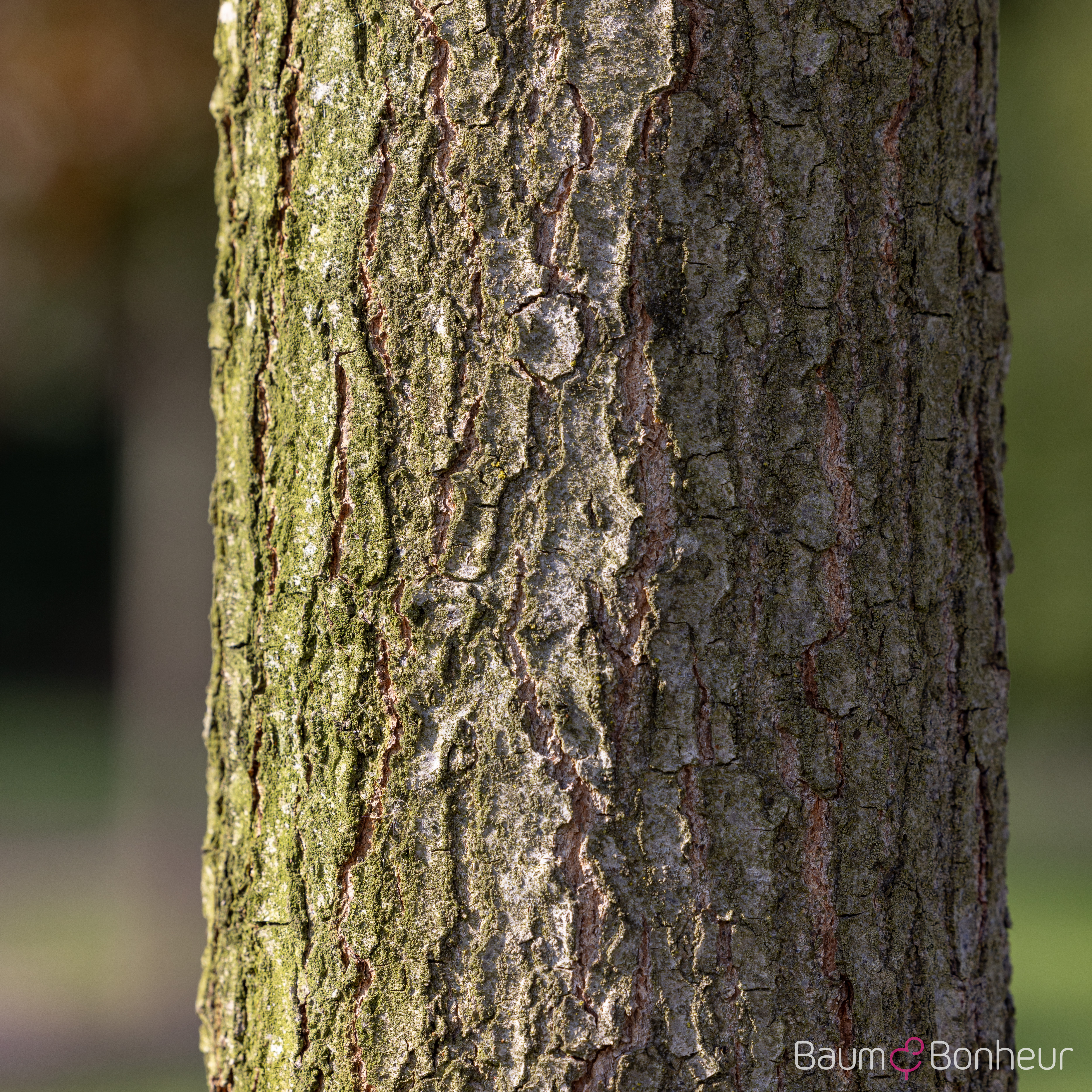 Quercus ellipsoidalis