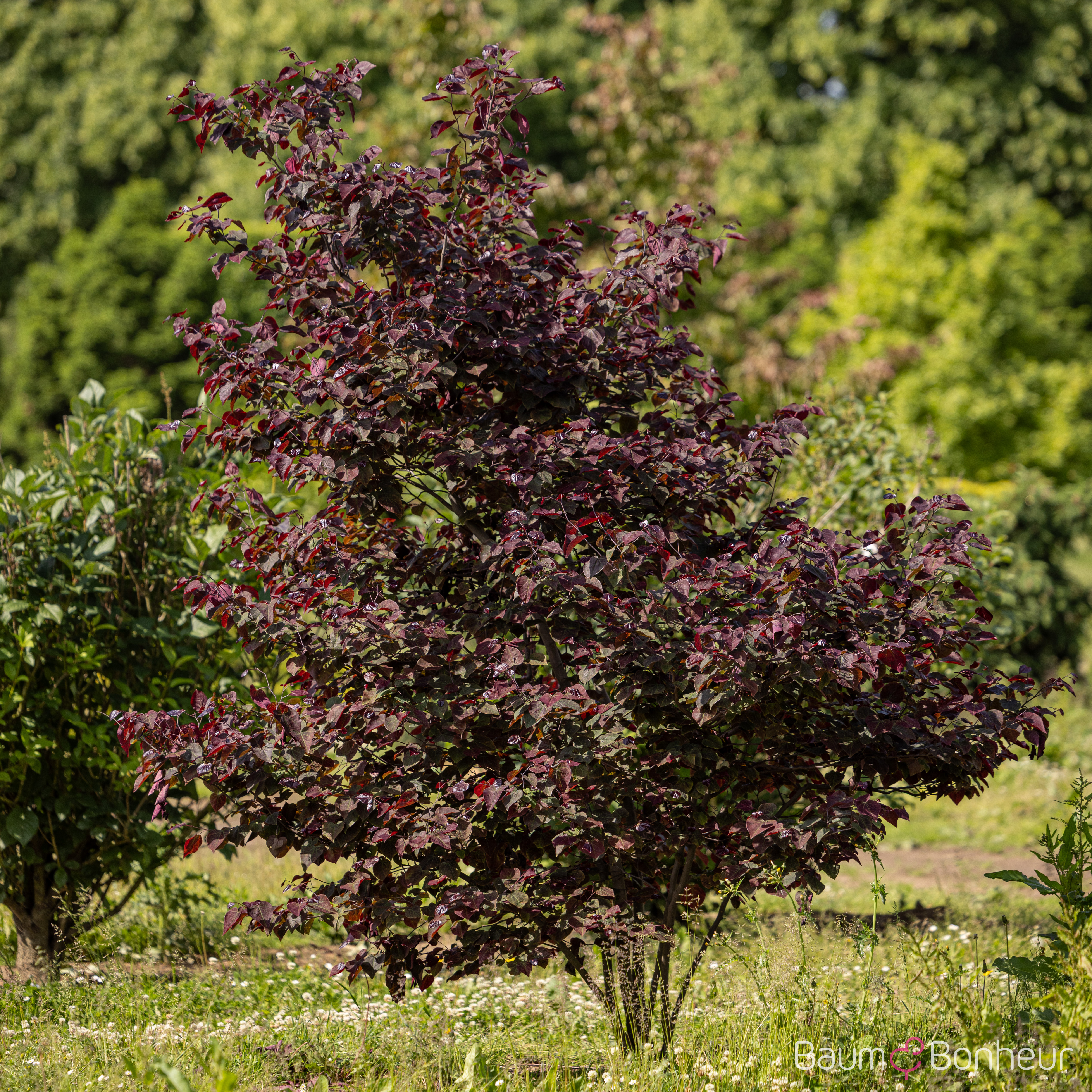 Cercis canadensis 'Forest Pansy'