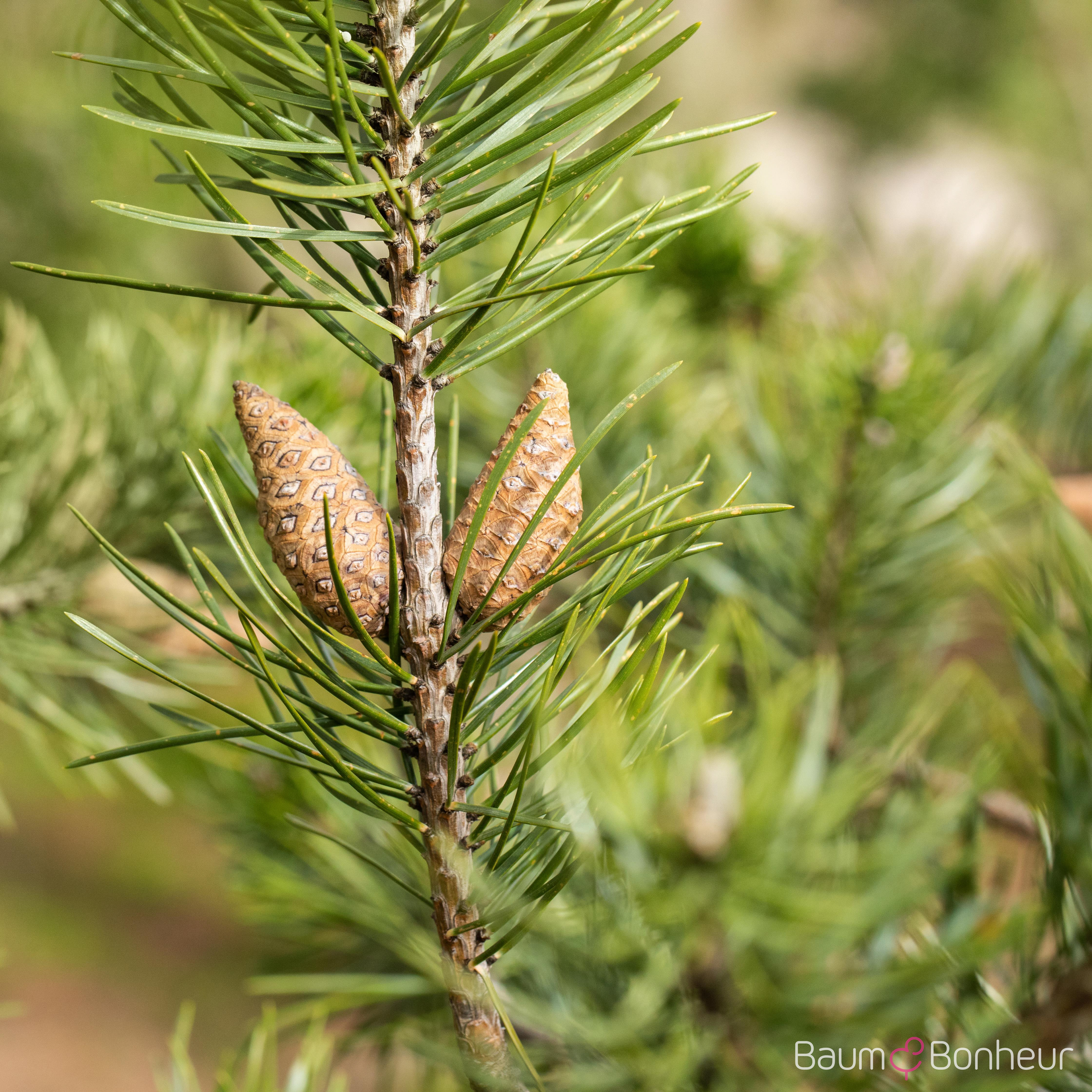 Pinus banksiana