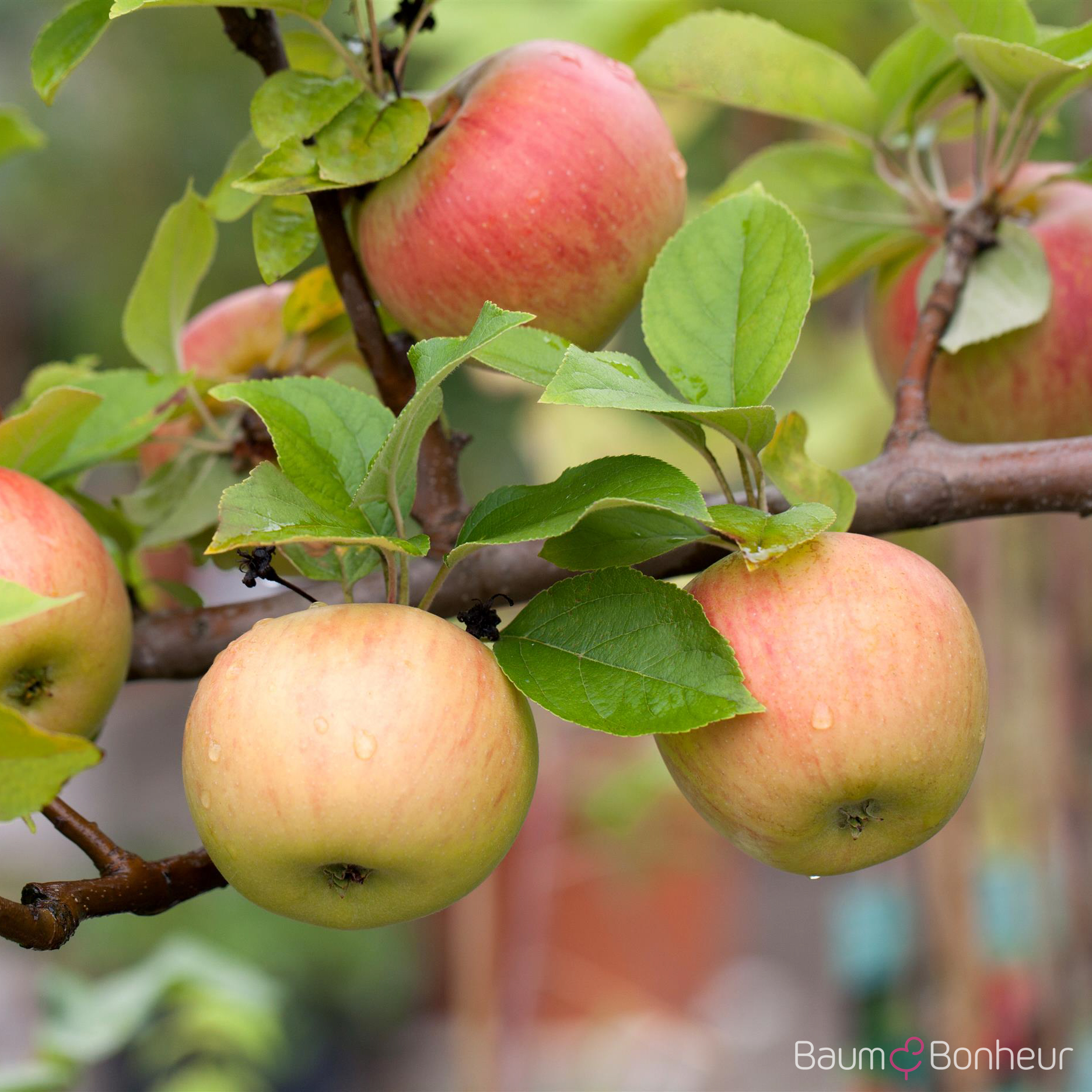 Malus 'Goldparmäne'