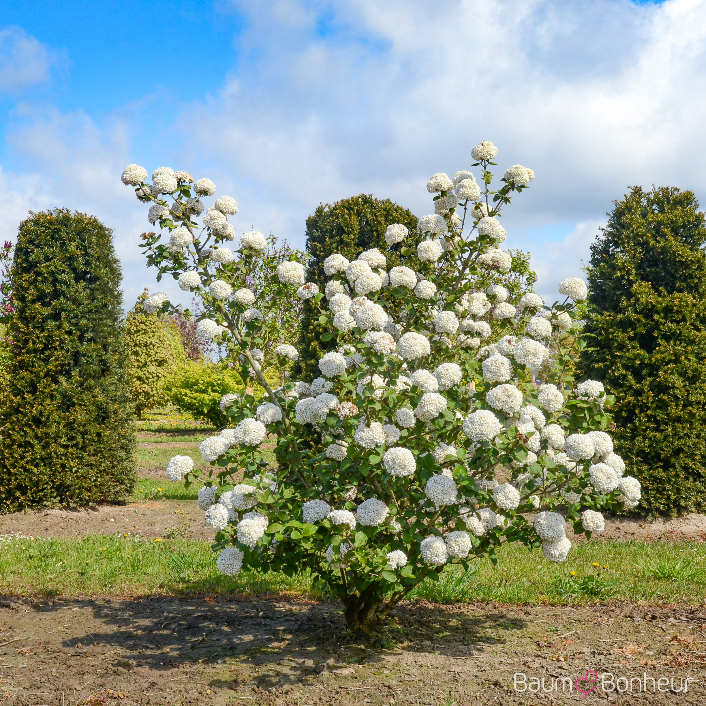 Viburnum carlcephalum