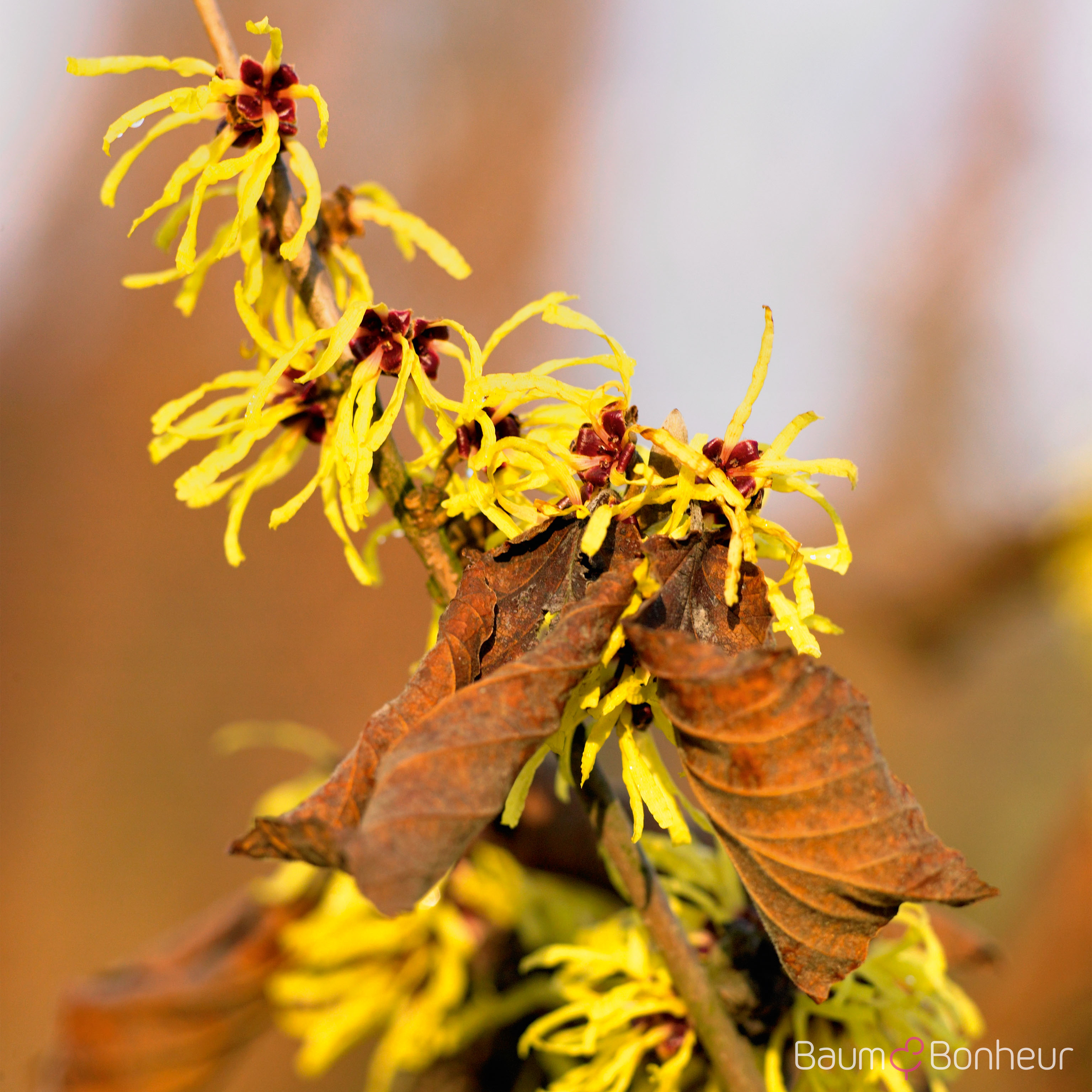 Hamamelis intermedia 'Pallida'