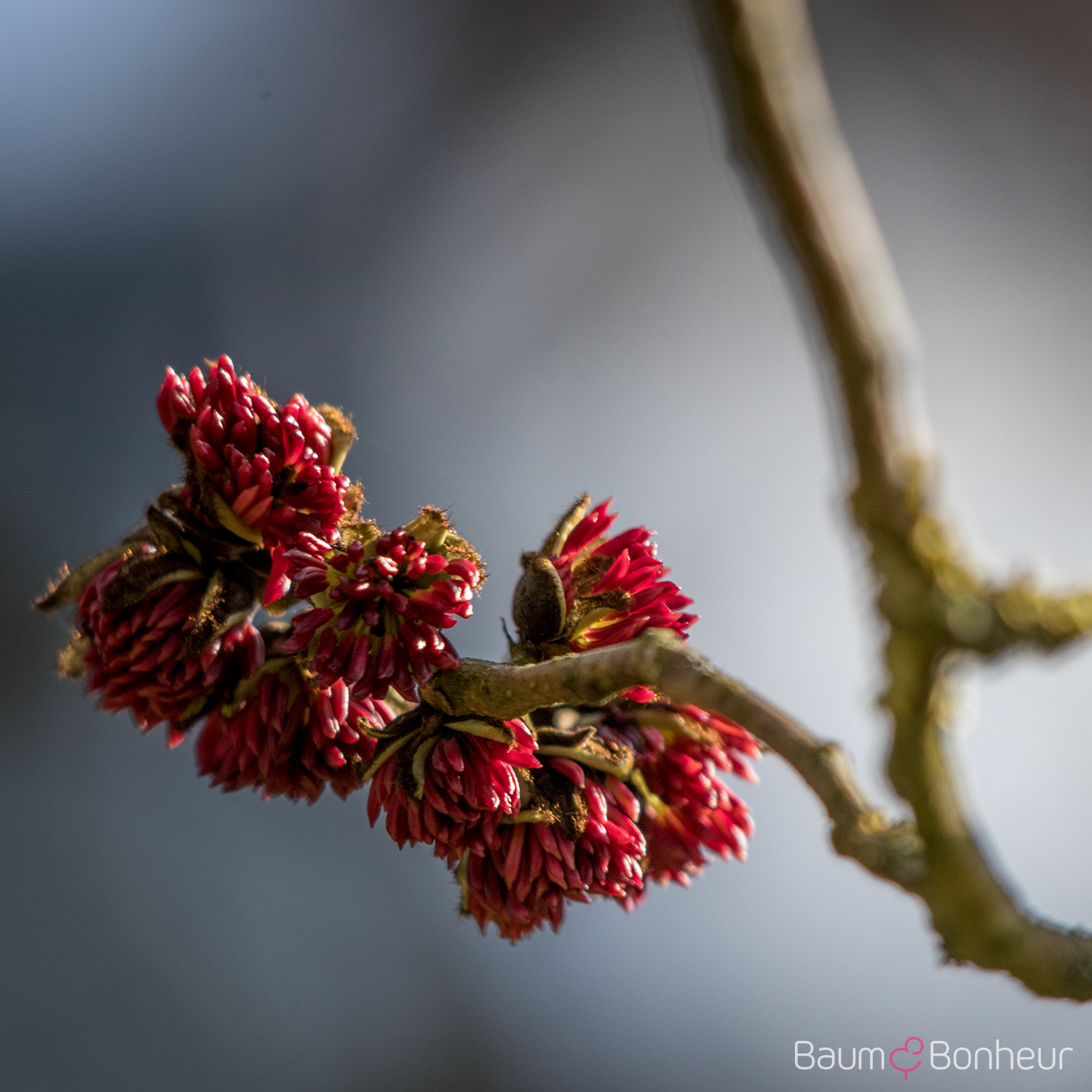 Parrotia persica