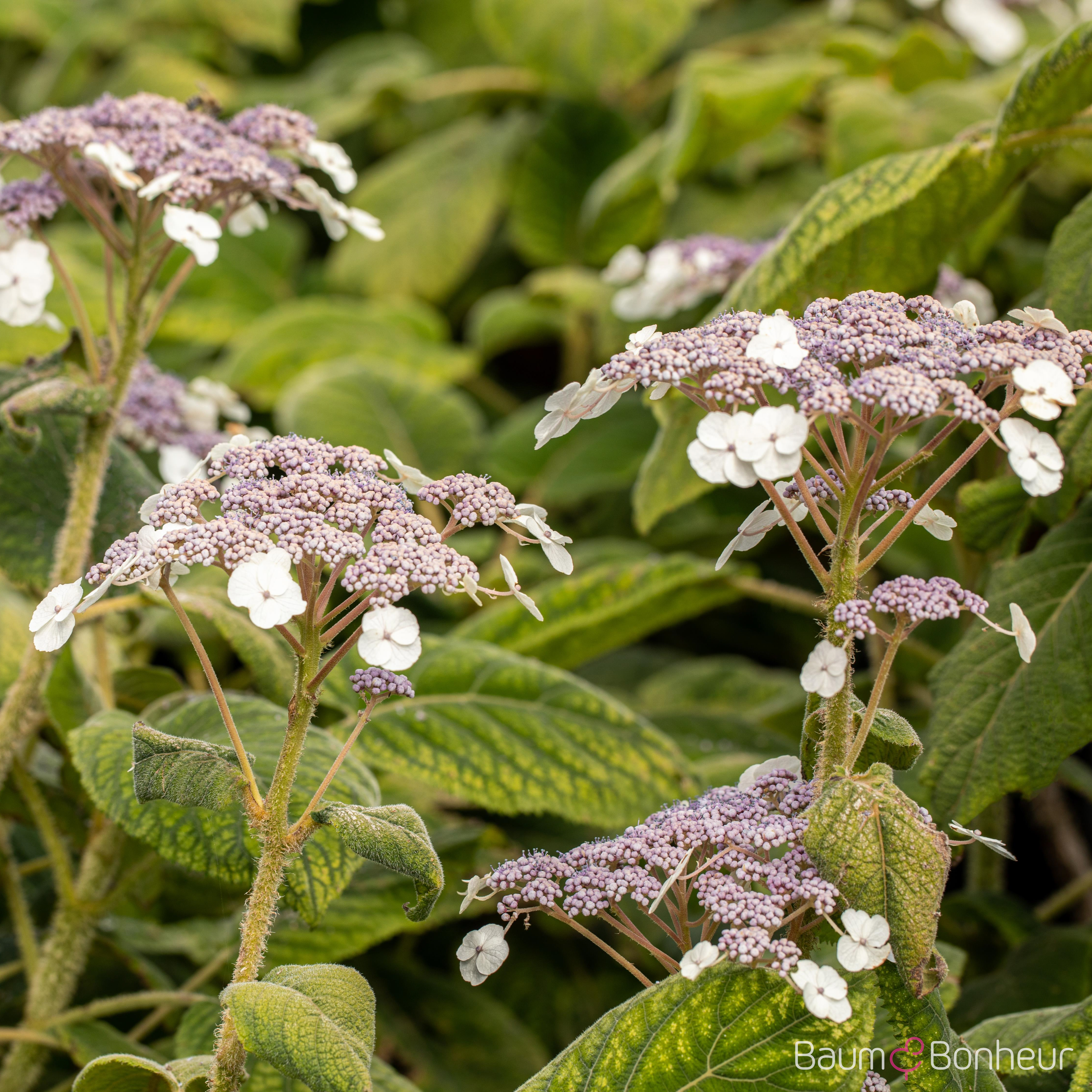 Hydrangea aspera 'Macrophylla'
