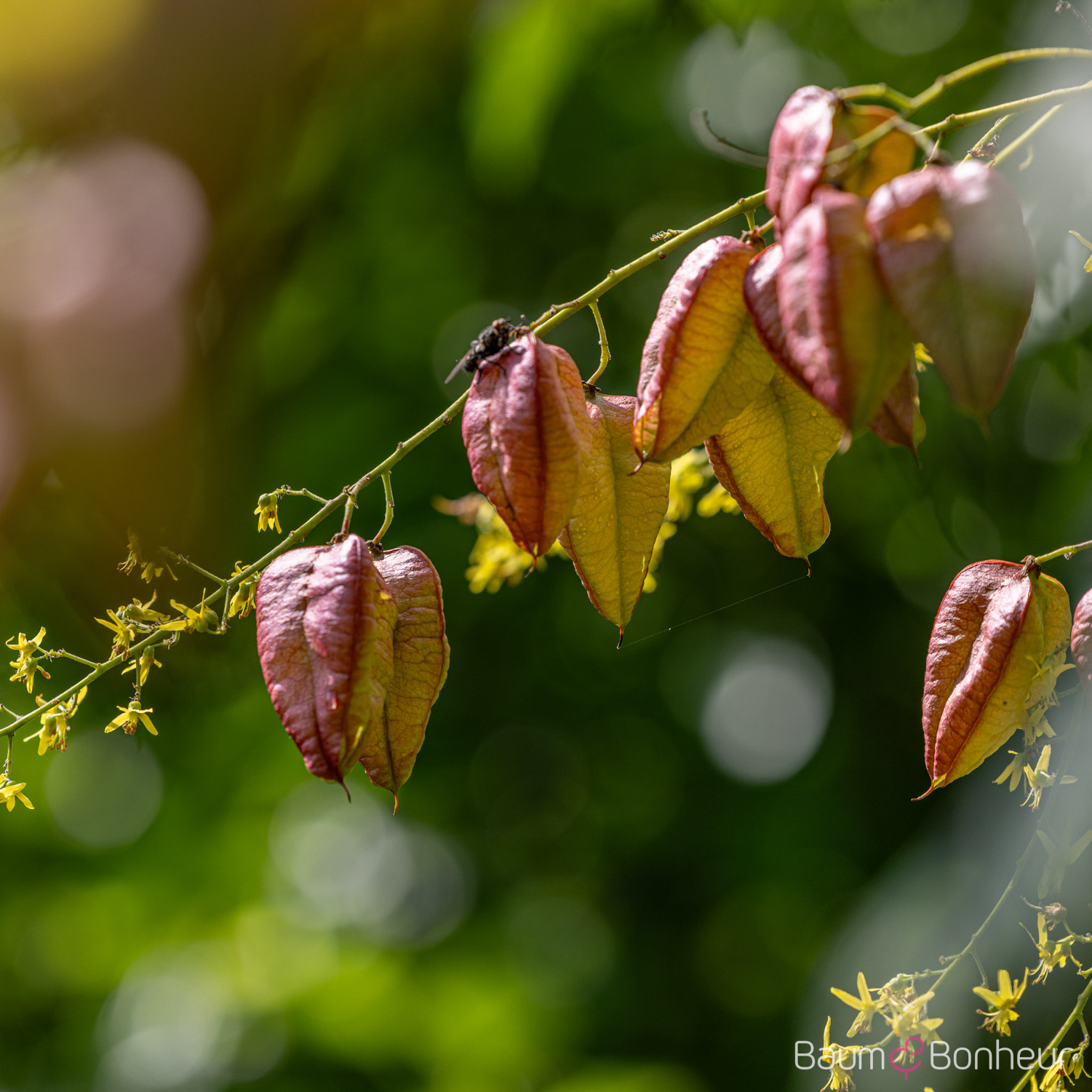 Koelreuteria paniculata