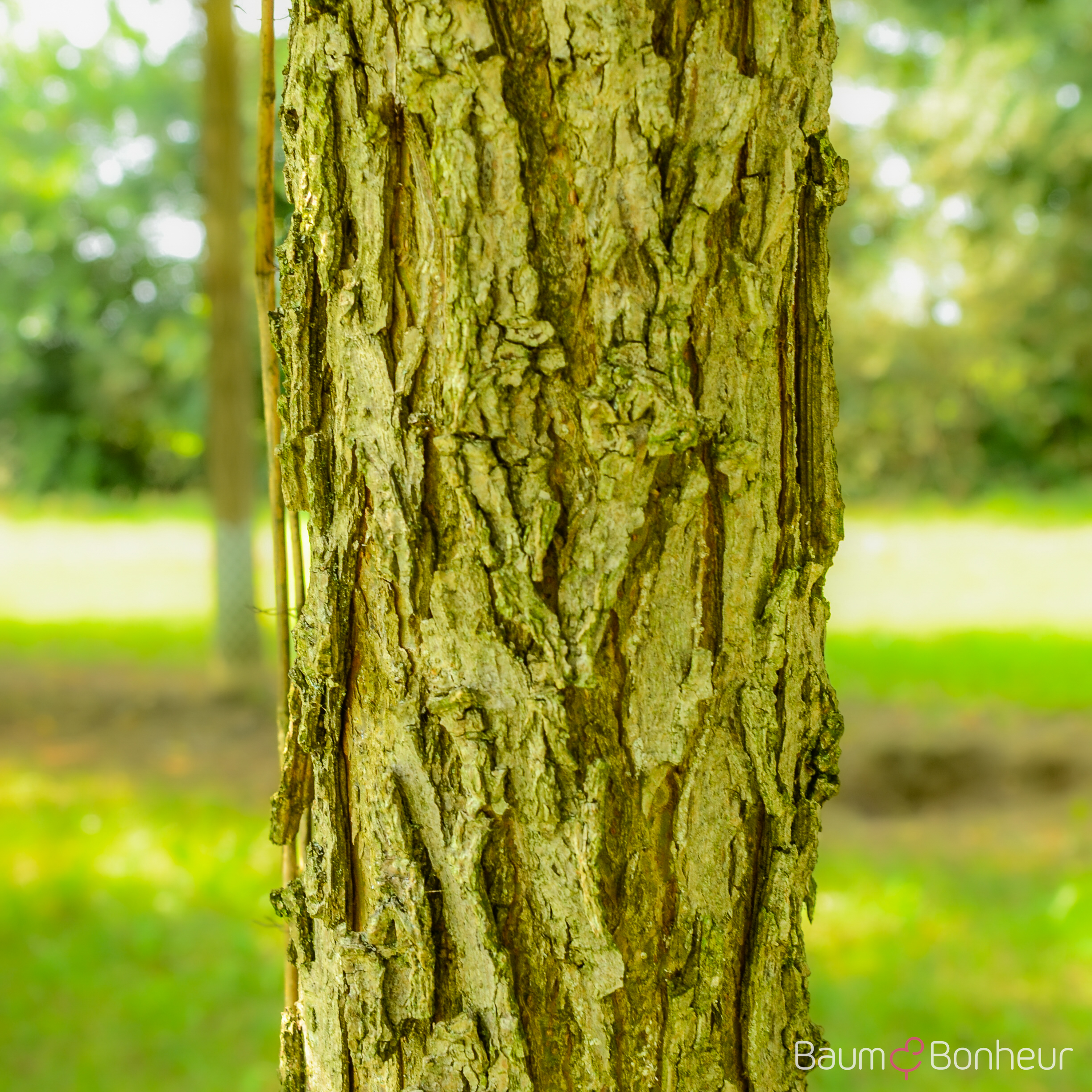 Salix fragilis