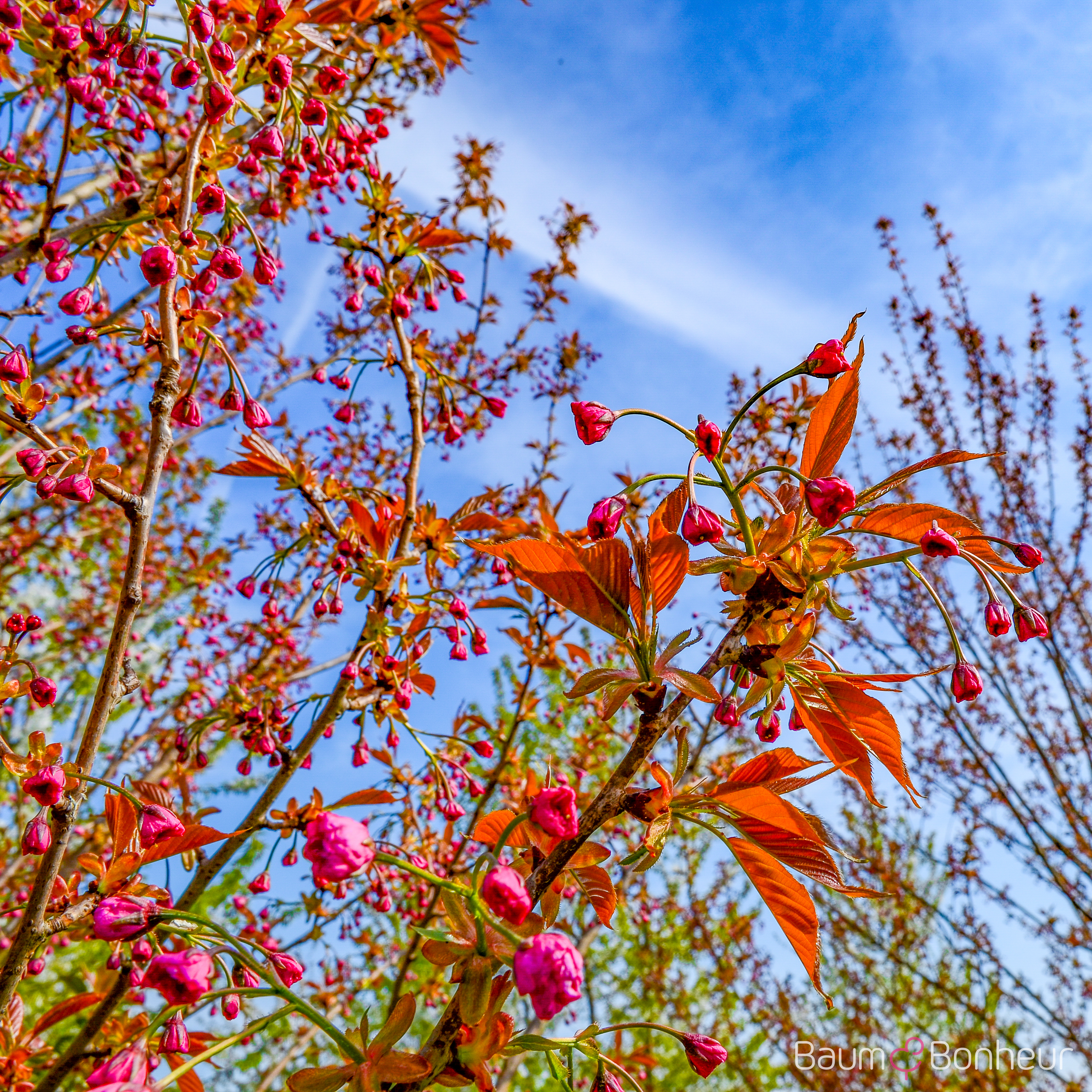 Prunus serrulata 'Kanzan'