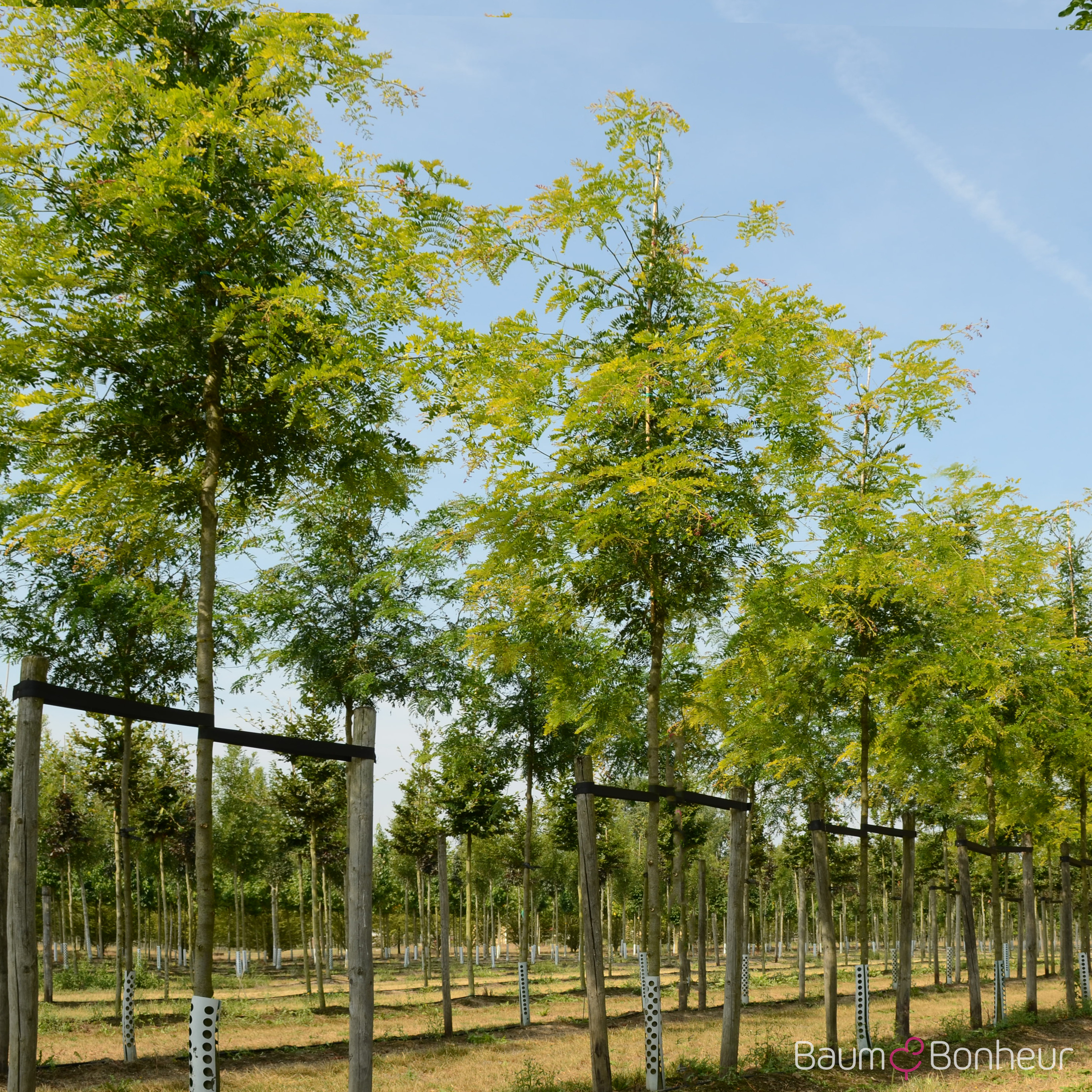 Gleditsia triacanthos 'Spectrum'