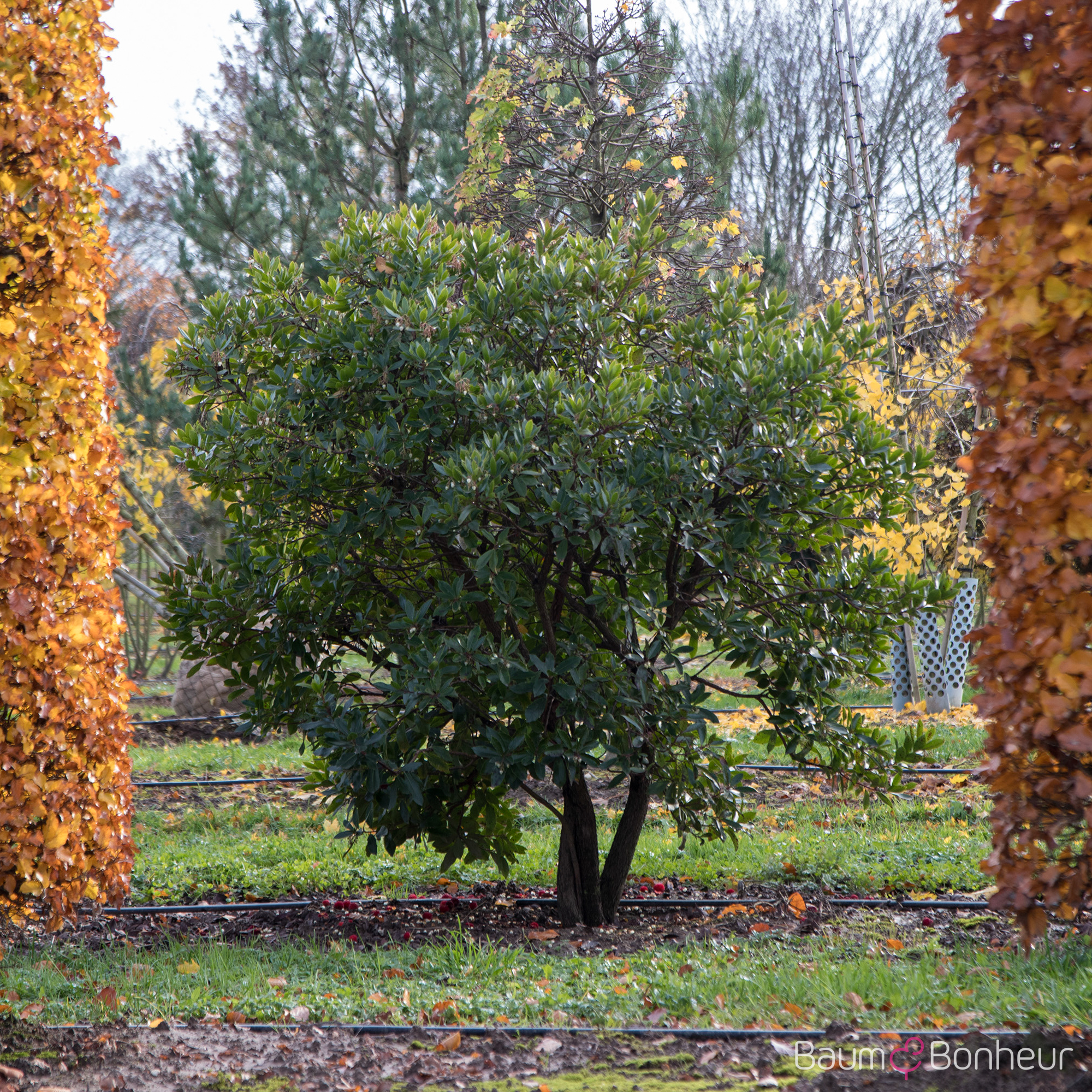 Arbutus unedo