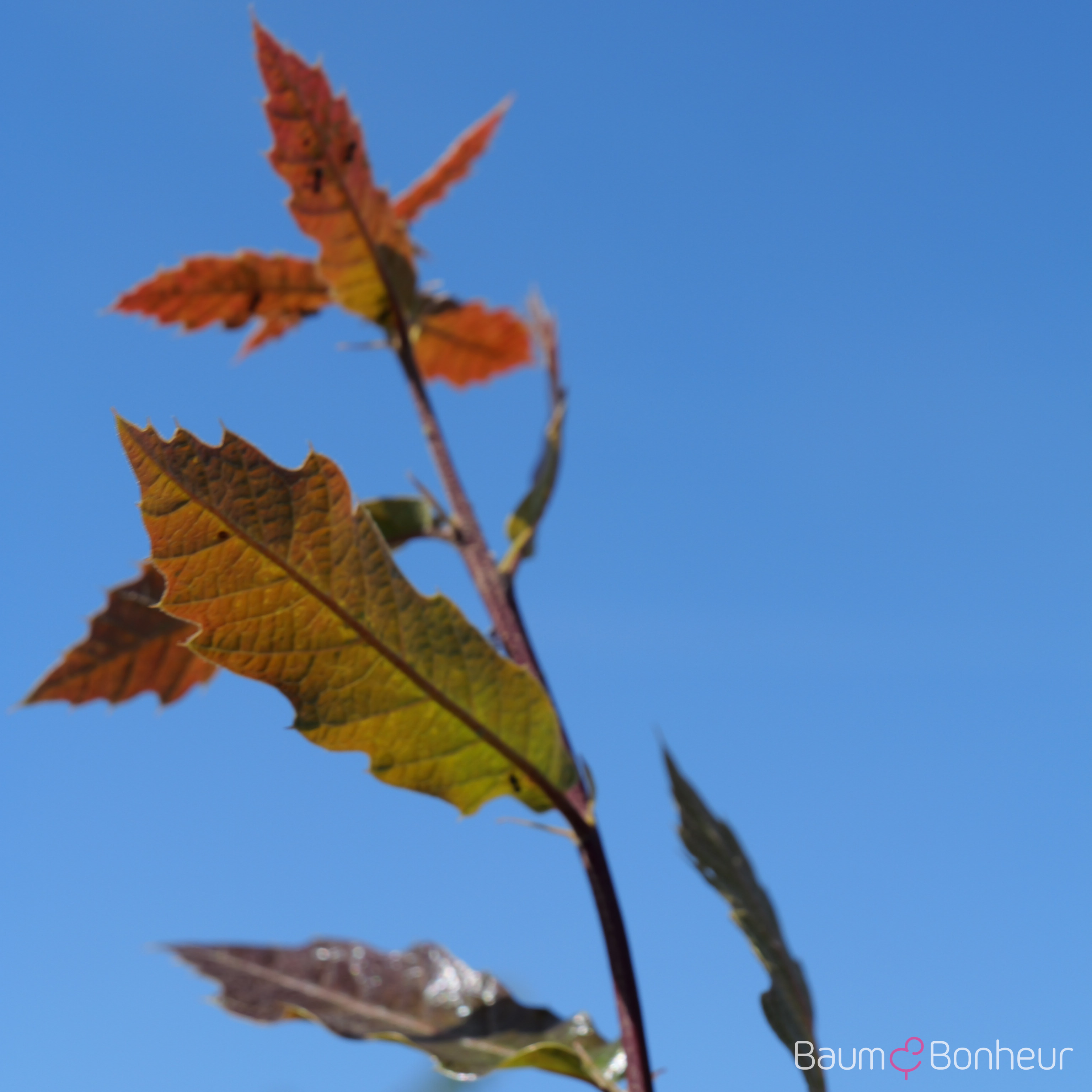 Quercus rhysophylla 'Maya'