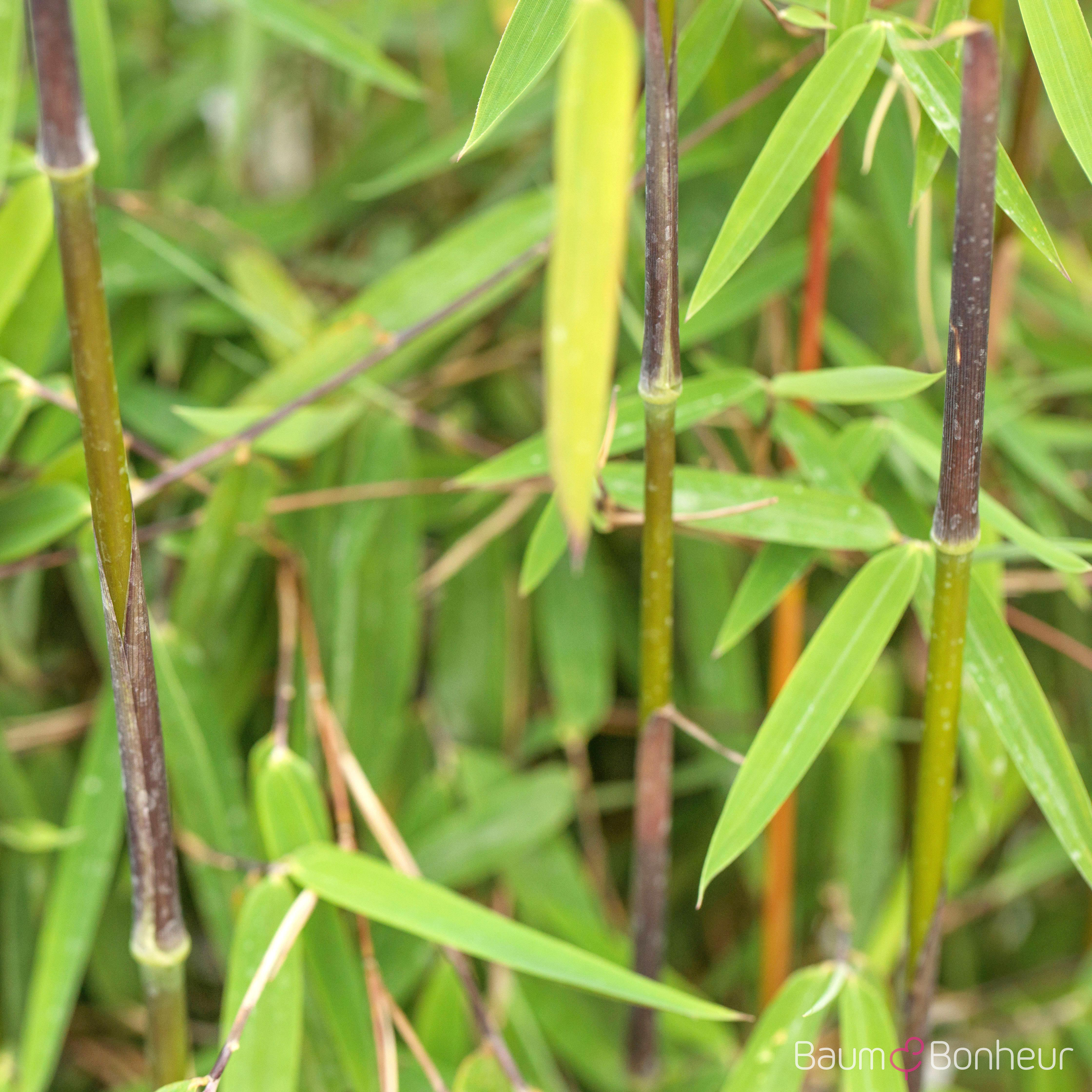 Phyllostachys nigra 'Boryana'