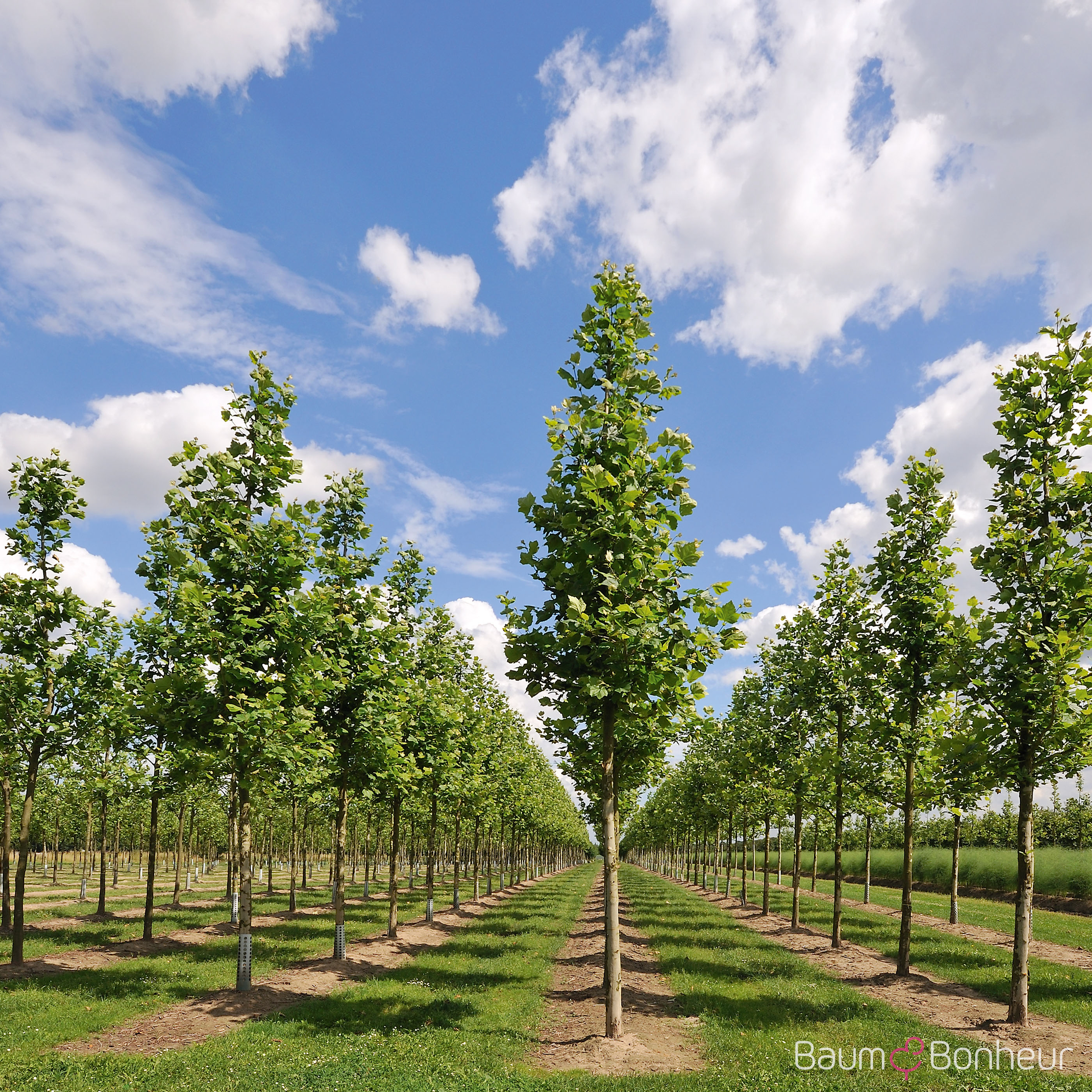 Platanus hispanica 'Bloodgood'